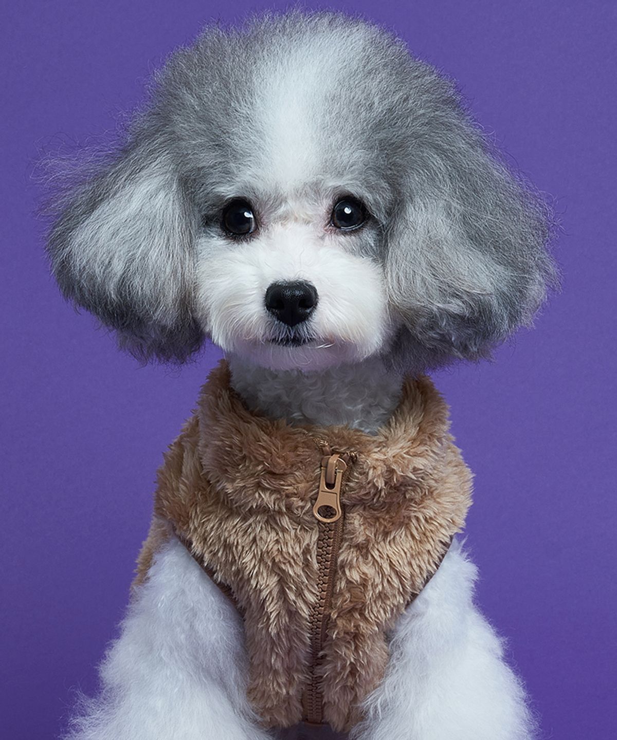 도그아이(DOGI) 강아지 보아 후리스 브라운