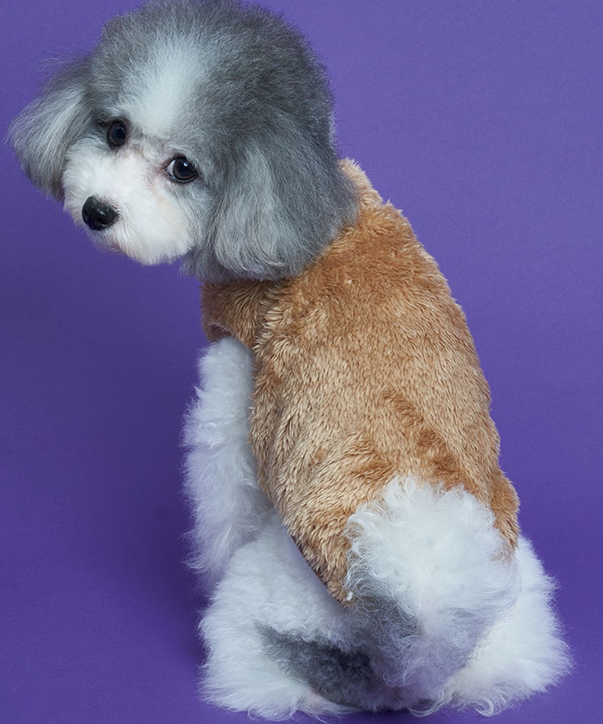 도그아이(DOGI) 강아지 보아 후리스 브라운