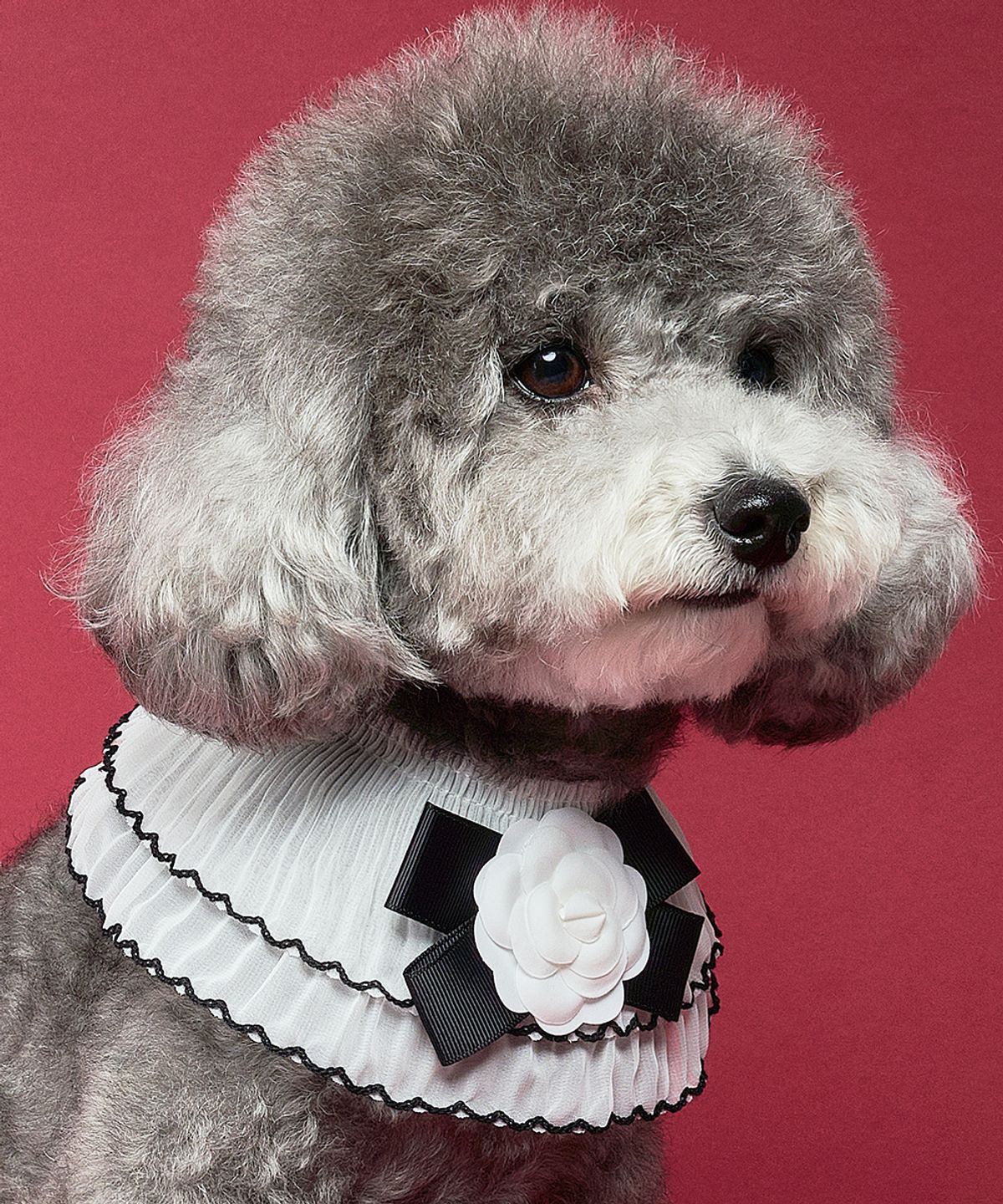 도그아이(DOGI) 반려동물 카멜리아 스카프