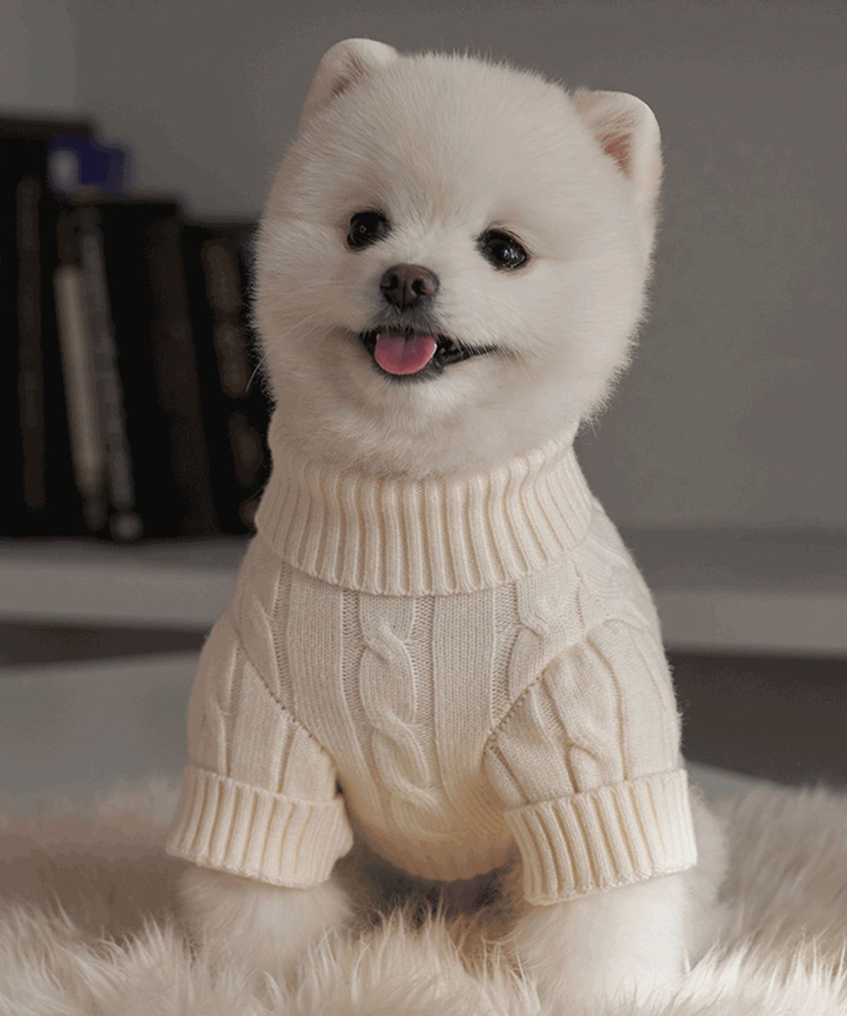 베일리(BAILEY) 강아지 겨울옷 테디 풀오버 니트 크림