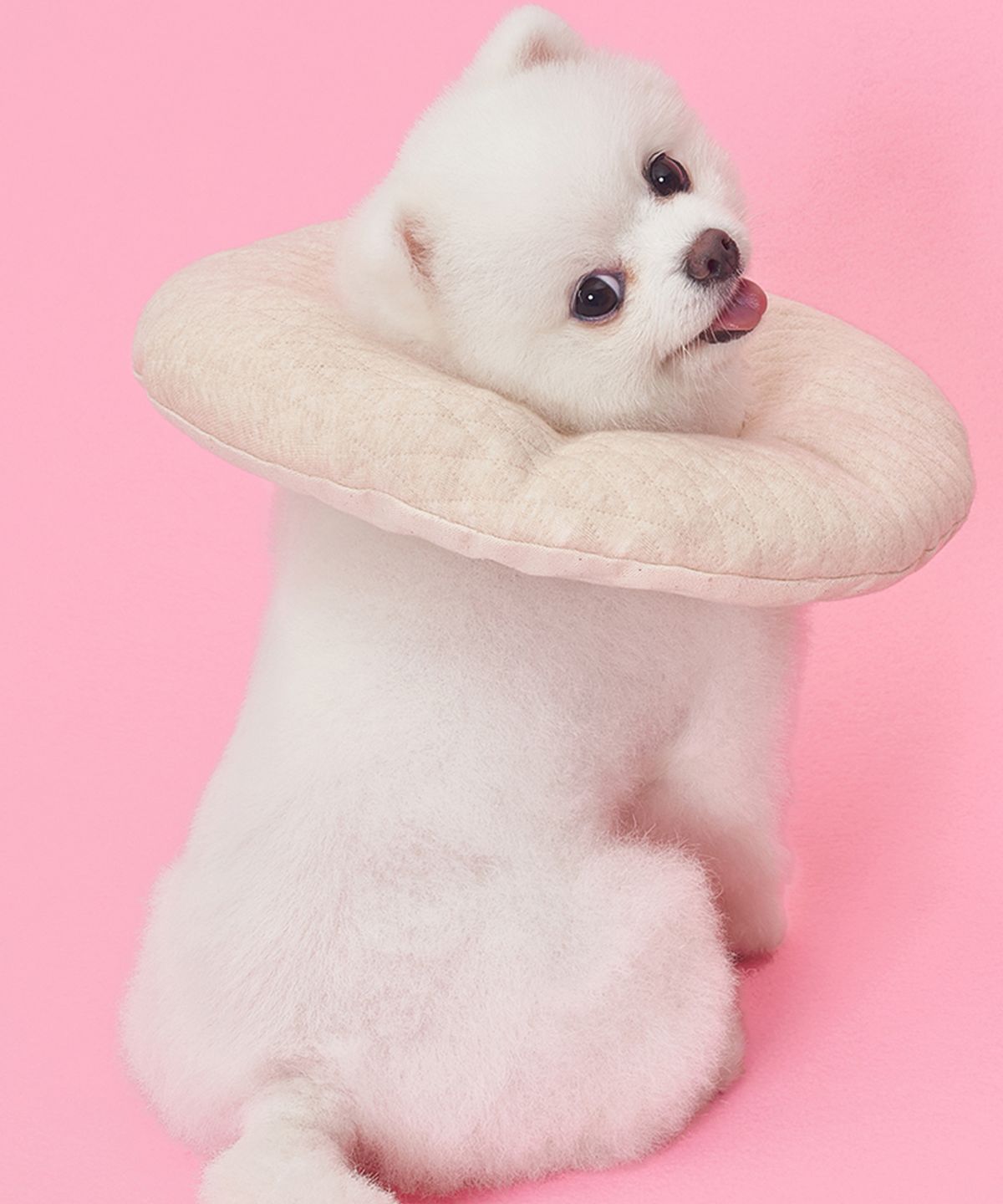 도그아이(DOGI) 반려동물 목화솜 쿠션 넥카라