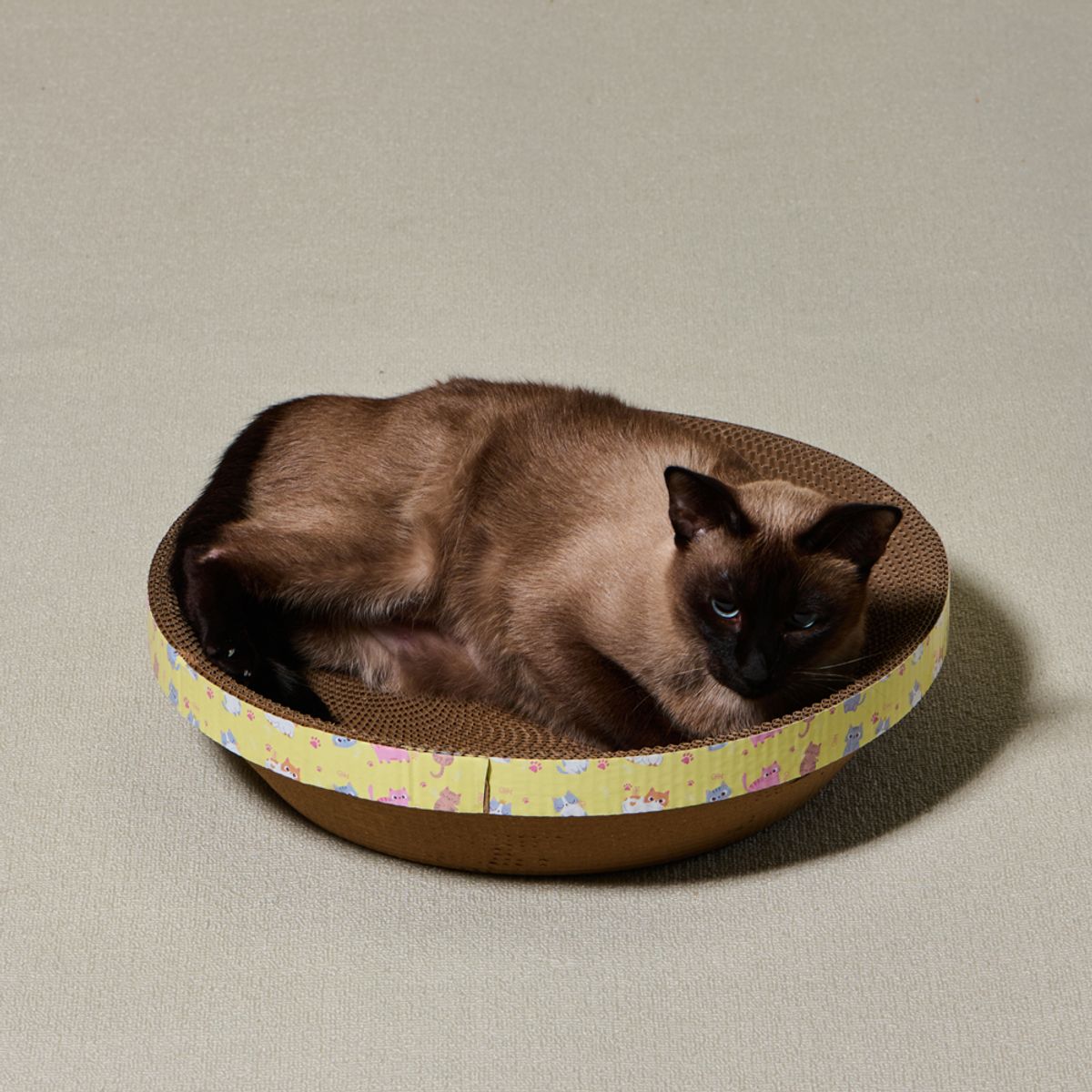 개과천선(GAEKWACHEONSUN) 어몽드 글램 고양이