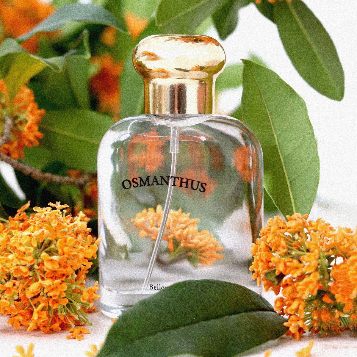 벨망(BELLEMENT) 금목서 핸드크림  50g