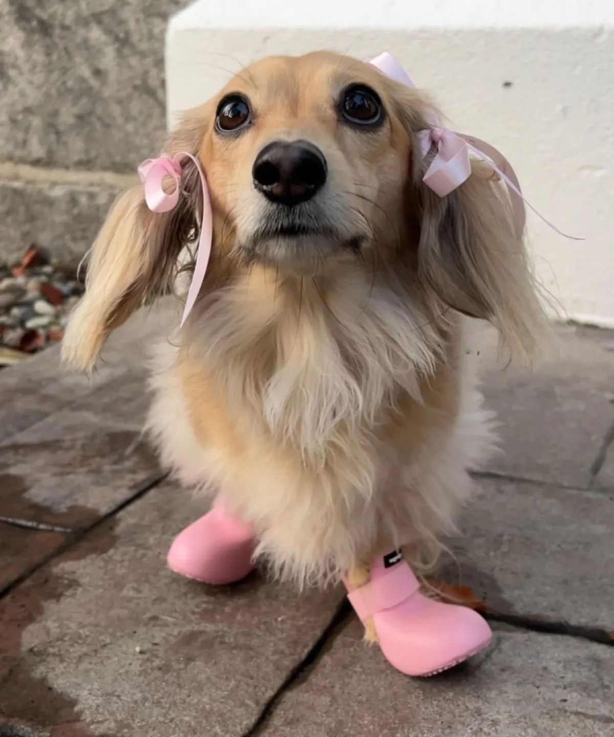 와그웨어(WAGWEAR) 와그웨어 오리지널 와그웰리스