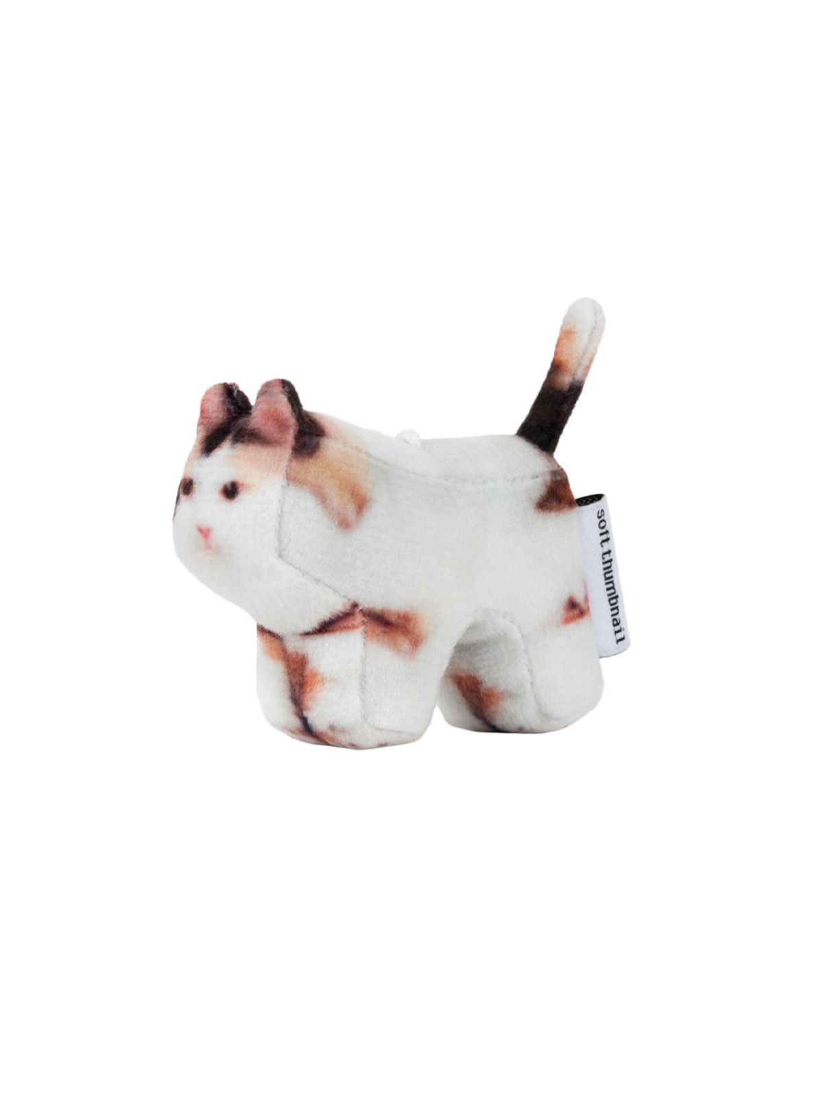 소프트썸네일(SOFTTHUMBNAIL) Jigoo, Domestic Shorthair