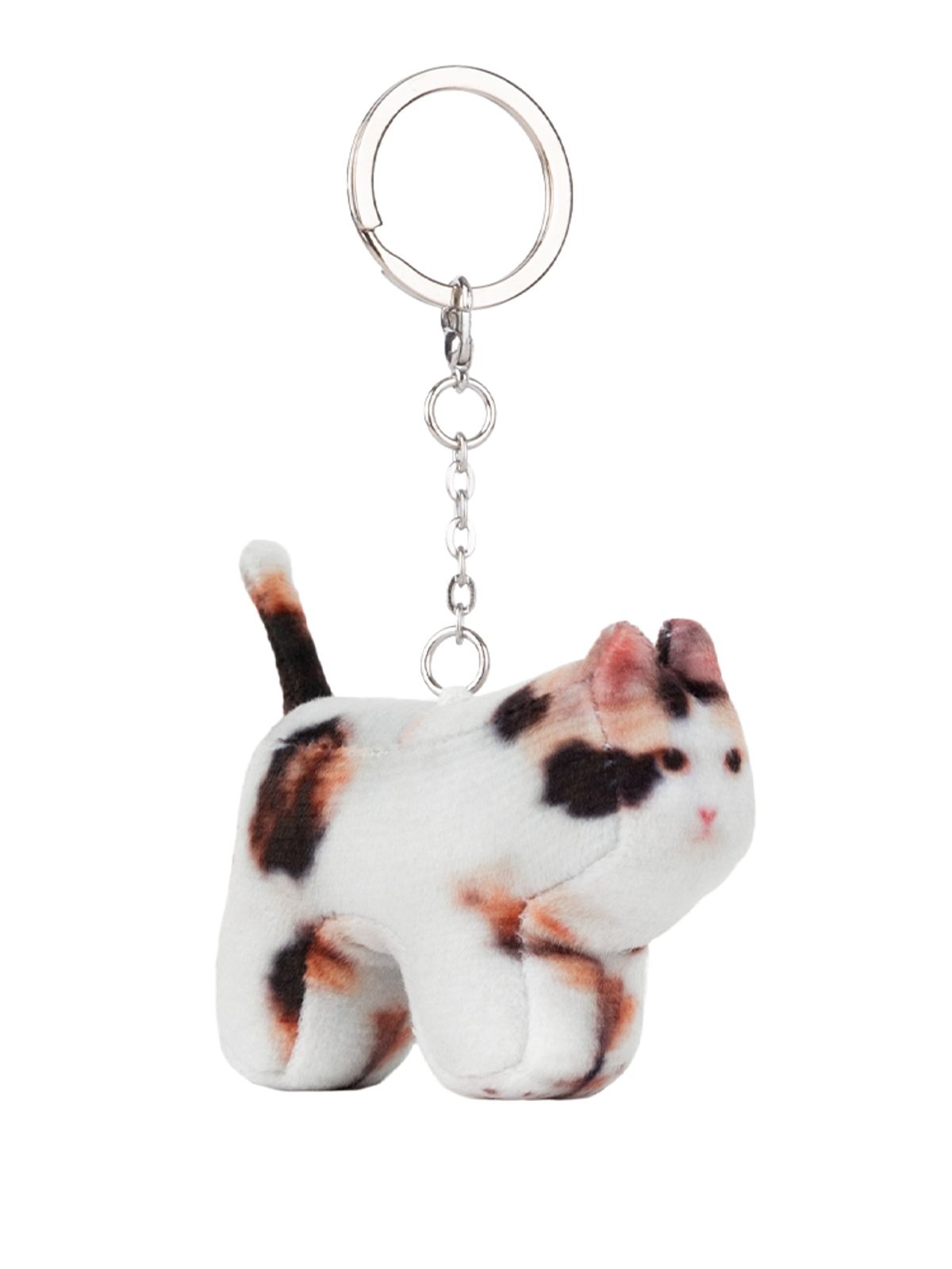 소프트썸네일(SOFTTHUMBNAIL) Jigoo, Domestic Shorthair