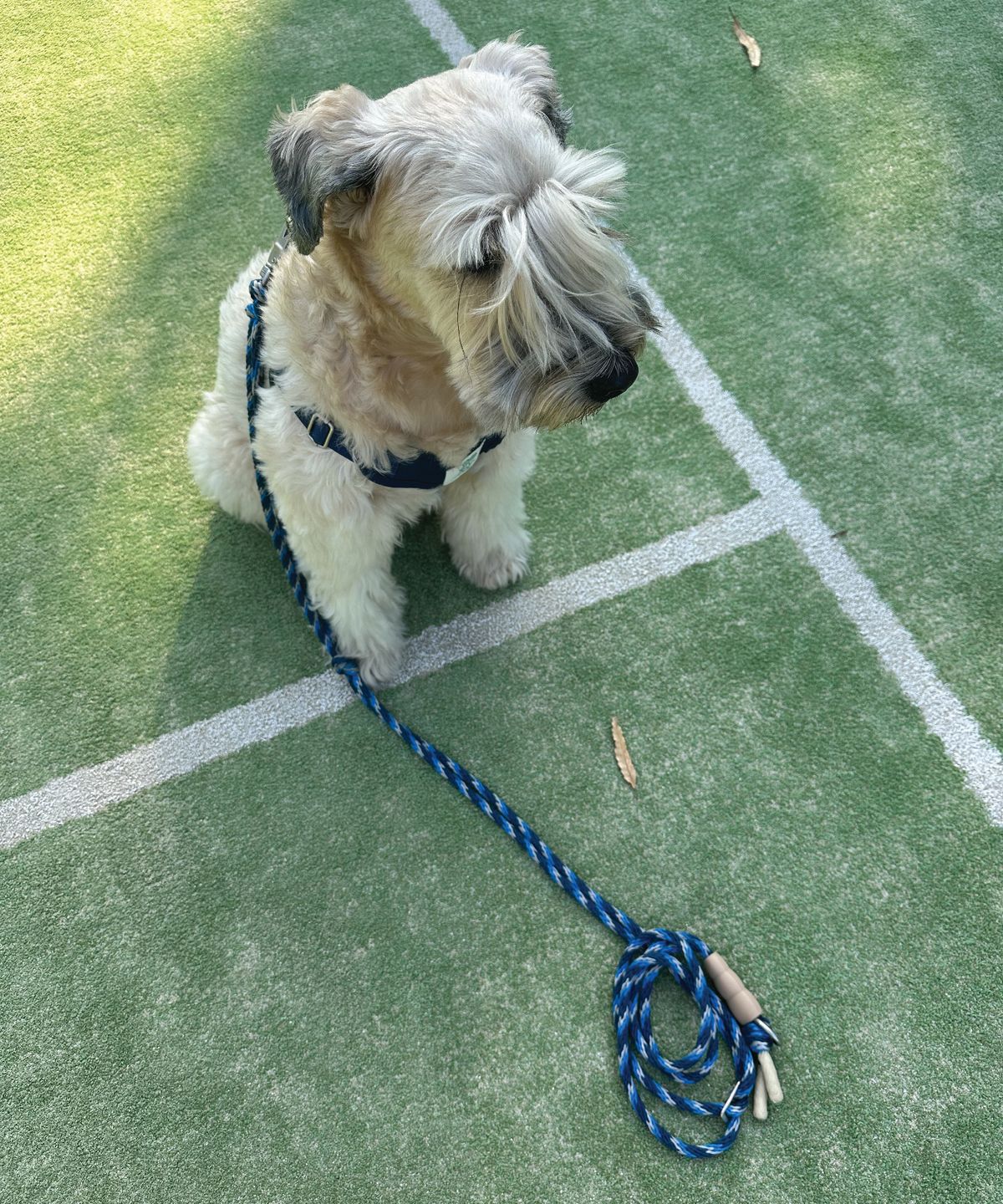 헤이쥬드(HEYJUD) Preppy Dog Harness 프레피 독 하네스 (Radu Navy)