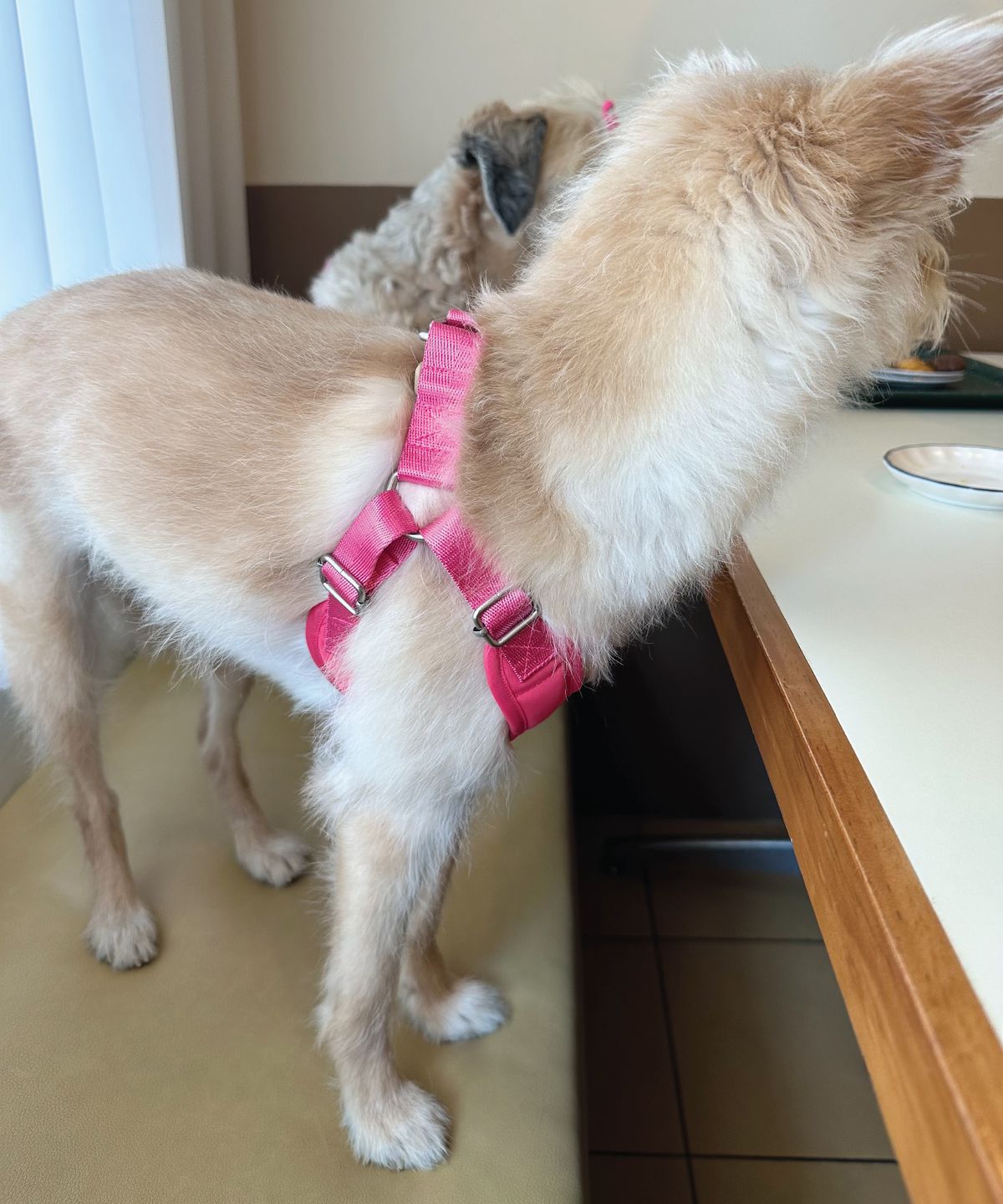 헤이쥬드(HEYJUD) Preppy Dog Harness 프레피 독 하네스 (Sera Magenta)