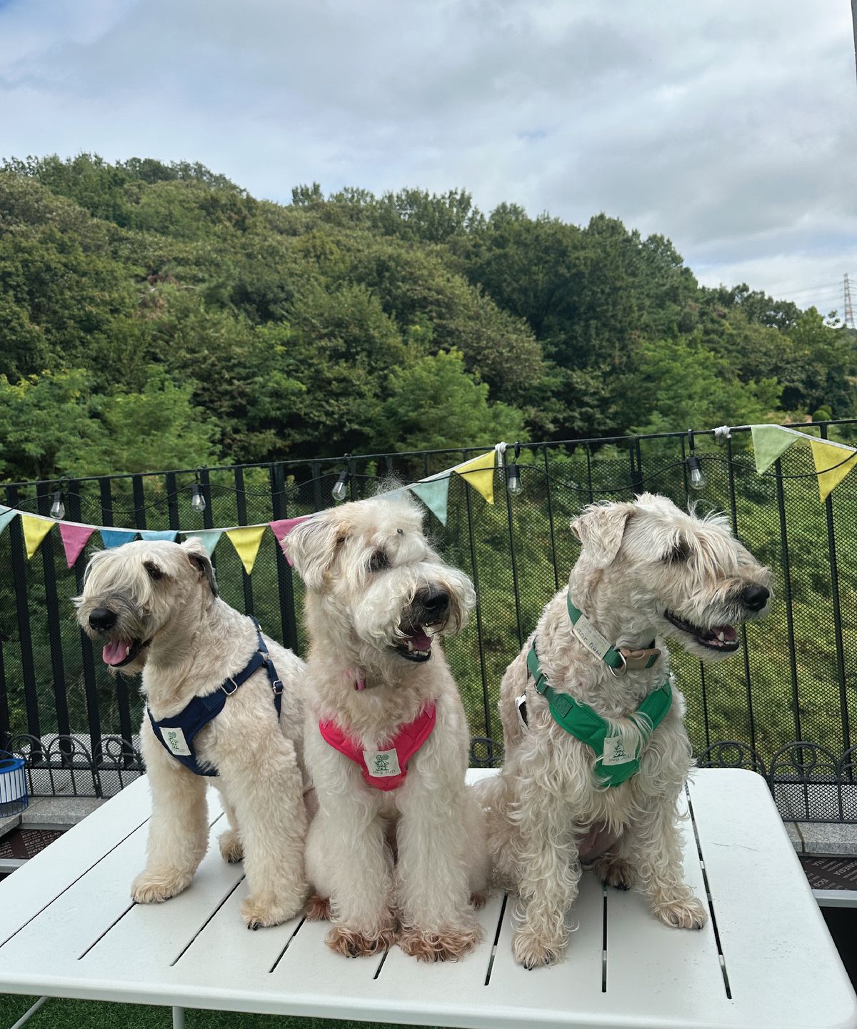 헤이쥬드(HEYJUD) Preppy Dog Harness 프레피 독 하네스 (Sera Magenta)