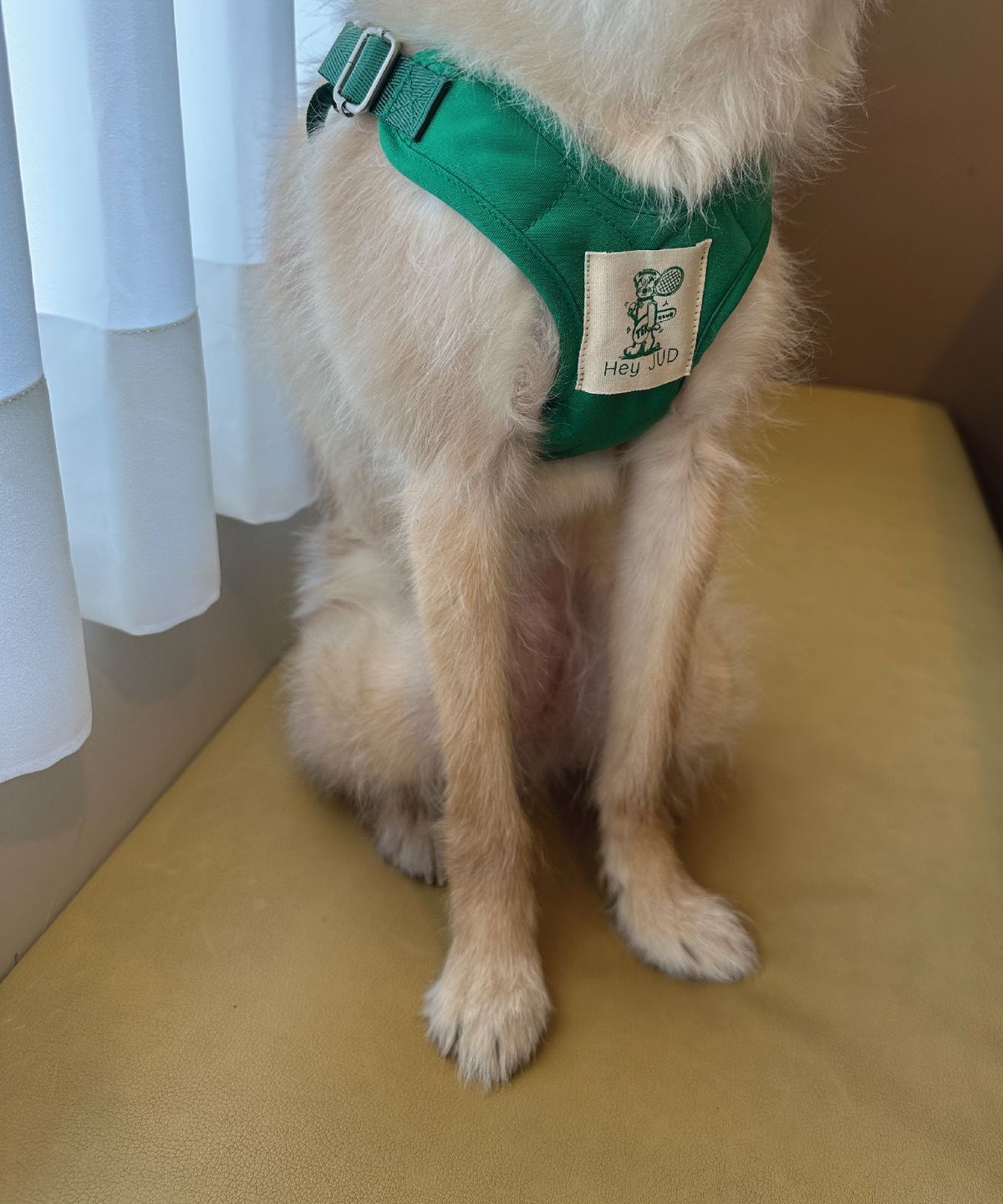 헤이쥬드(HEYJUD) Preppy Dog Harness 프레피 독 하네스 (Soul Green)