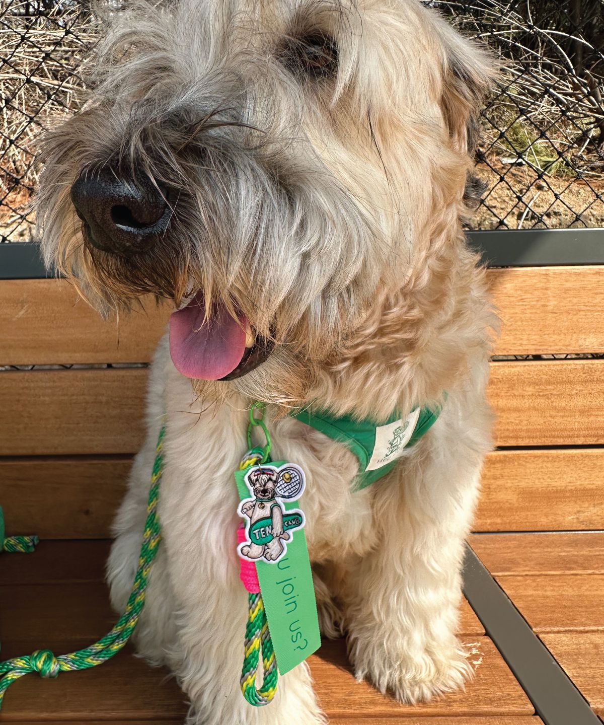 헤이쥬드(HEYJUD) Preppy Dog Harness 프레피 독 하네스 (Soul Green)