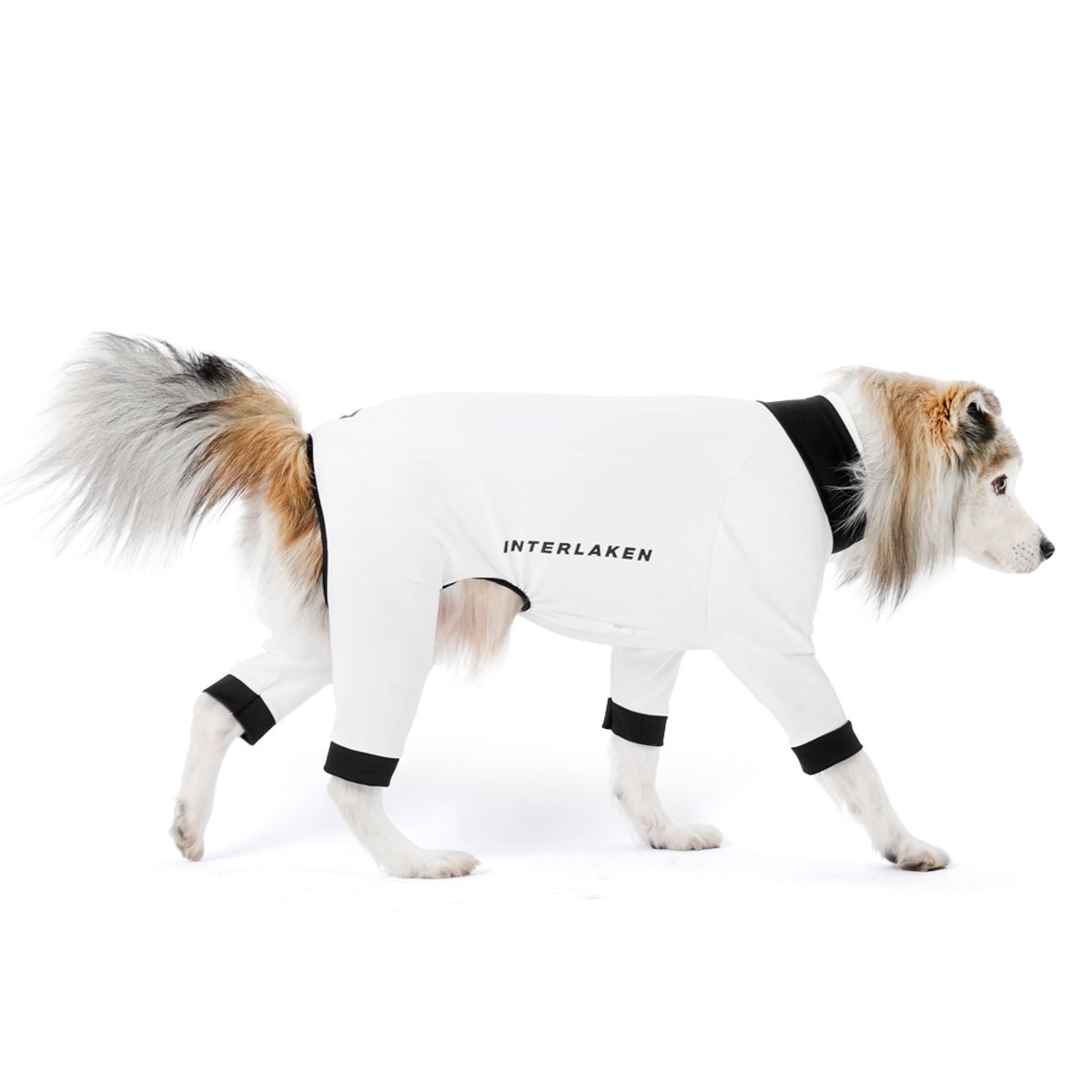 니즈더펫(NEEDS THE PET) 인터라켄 강아지 액티 핏 웨어 올인원 데일리 이너웨어