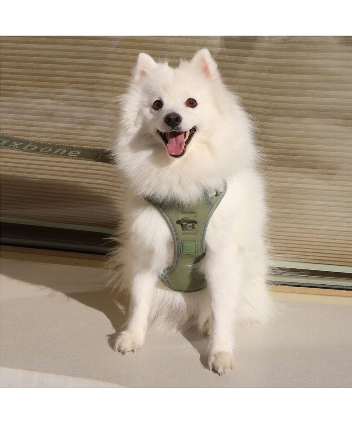 빈폴 액세서리(BEANPOLE ACCESSORY) [maxbone] Easy Fit Harness - Apple Green