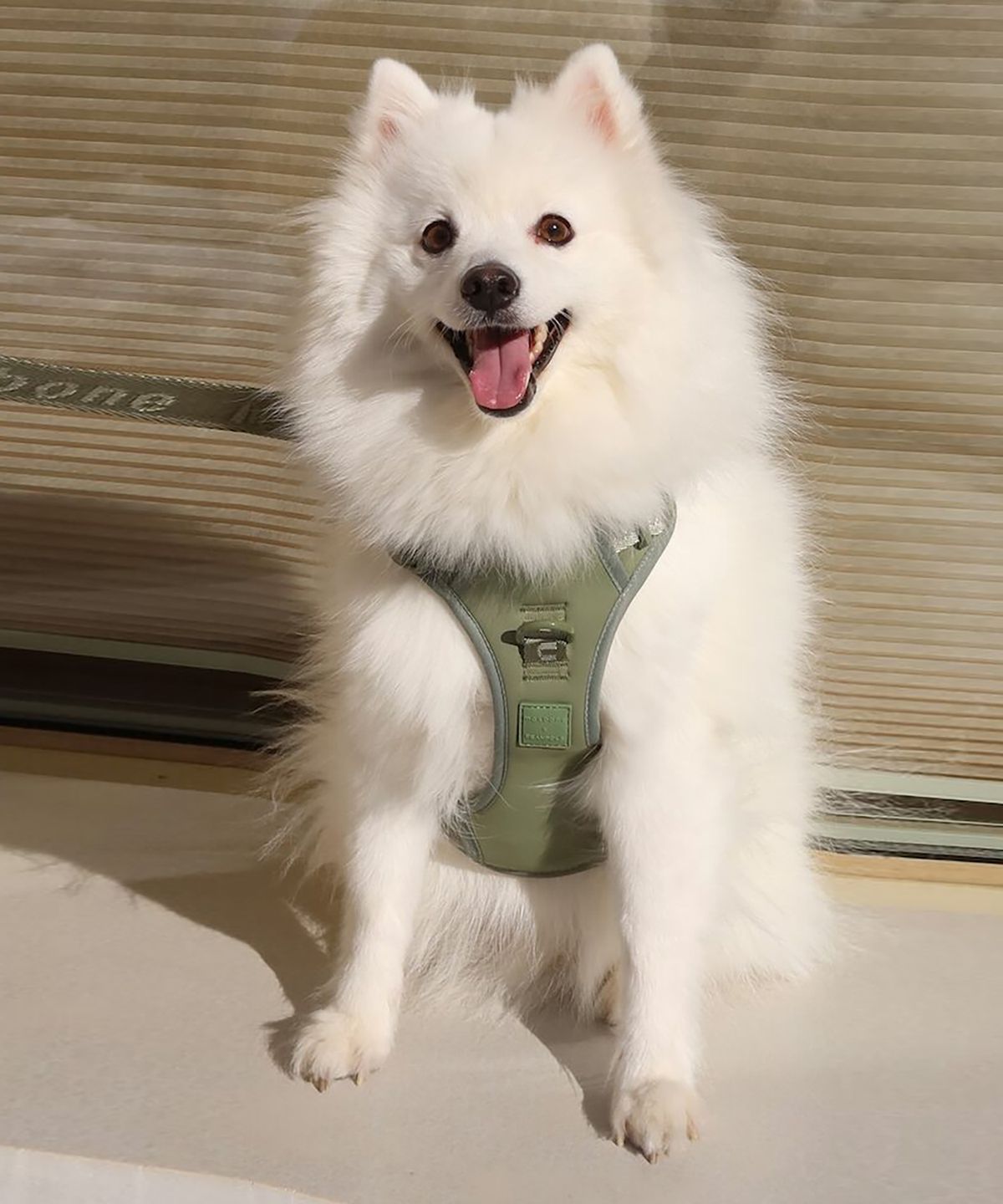 빈폴 액세서리(BEANPOLE ACCESSORY) [maxbone] Easy Fit Harness - Apple Green