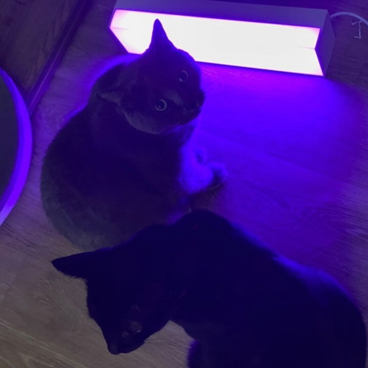아르케(ARCHE) ARCHE 안심 LED 살균 조명 반려동물 항균 탈취 반려견 반려묘 인체무해
