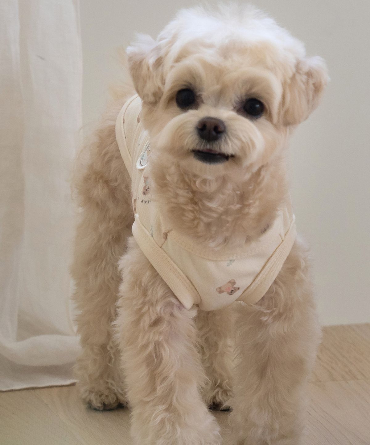 베일리(BAILEY) 강아지 테디 항균 슬리브리스 베이지