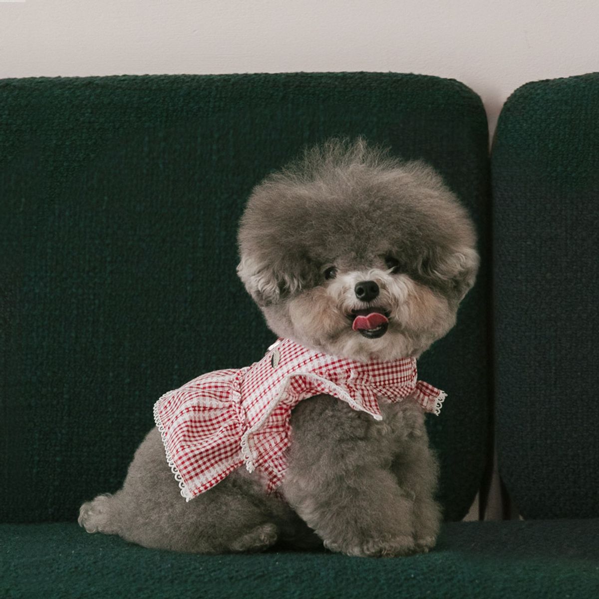 펫츠랜드(PETSLAND) 하이디하네스 S-L