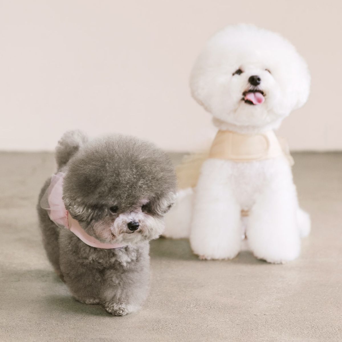 펫츠랜드(PETSLAND) 슈슈하네스 S-L