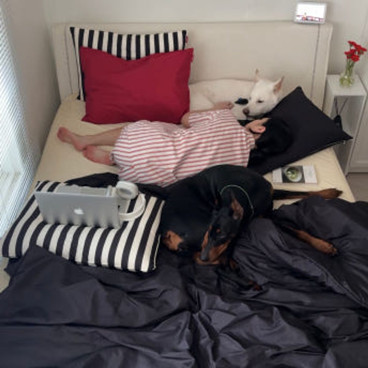 댄스온더플로어(DANCEONTHEFLOOR) Furless Reversible Seamless Duvet 퍼리스 사계절 알러지케어 무봉제 리버시블 차렵이불 4Colors (SS/QK)