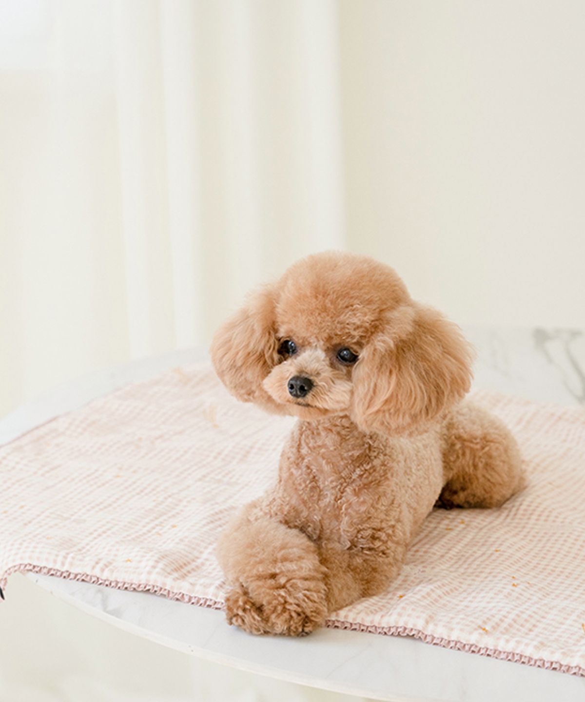 마이리틀독(MY LITTLE DOG) 프리미엄 8중 요루 양면 사계절 담요