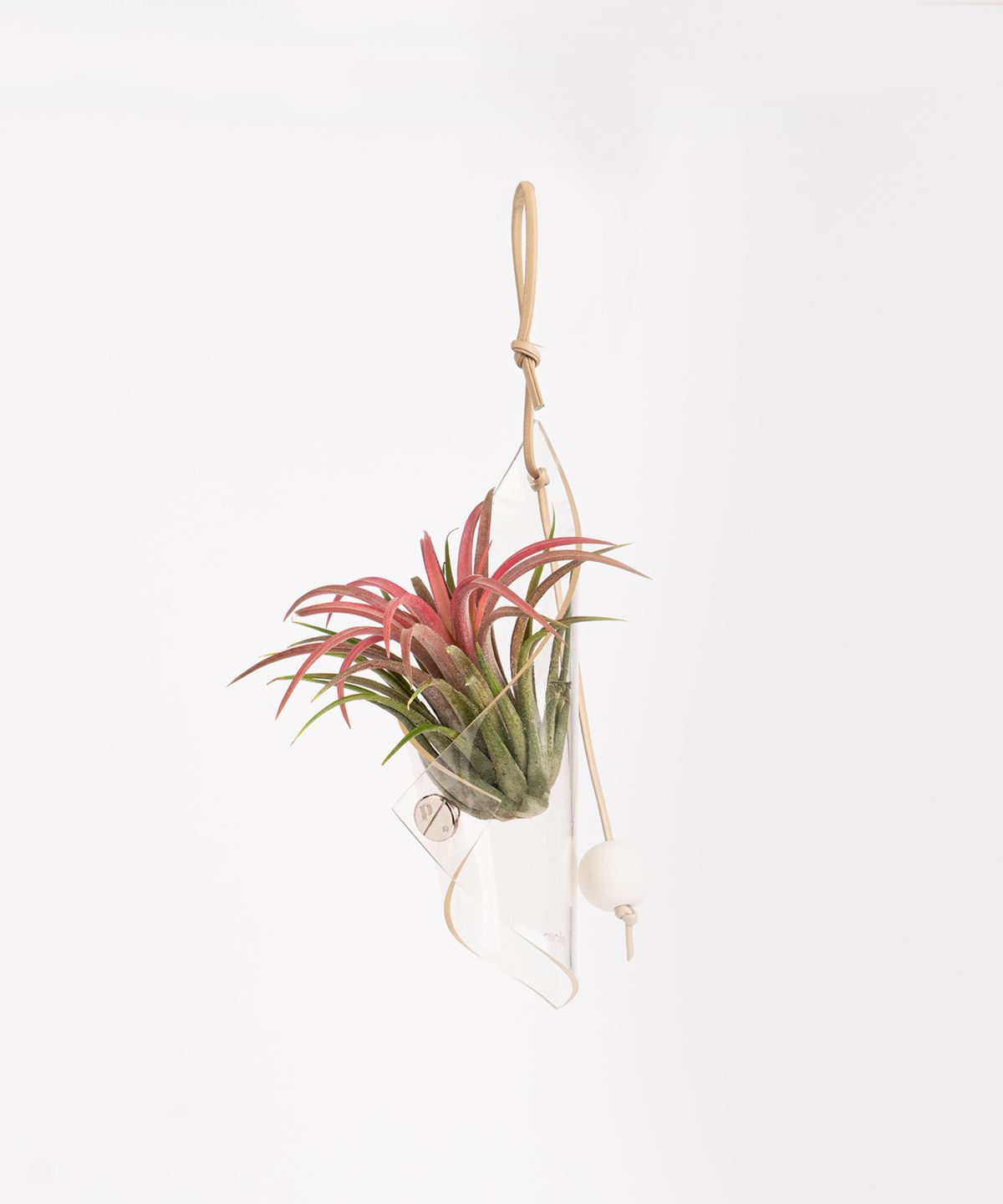 플랫츠(PLATS) 플랜트 콘 - 코쿤(Cocoon) + 에어플랜트 SET (3종 택1)