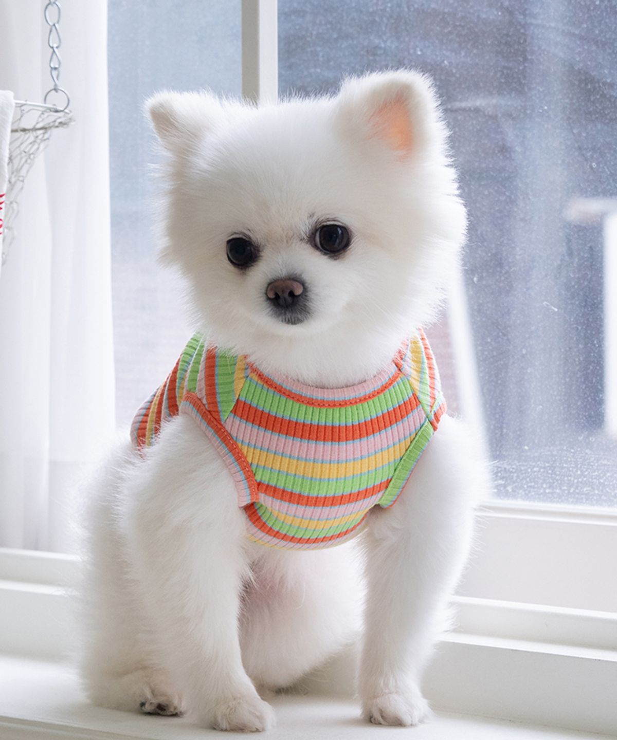 도그아이(DOGI) 강아지 레인보우 티셔츠 코랄레몬