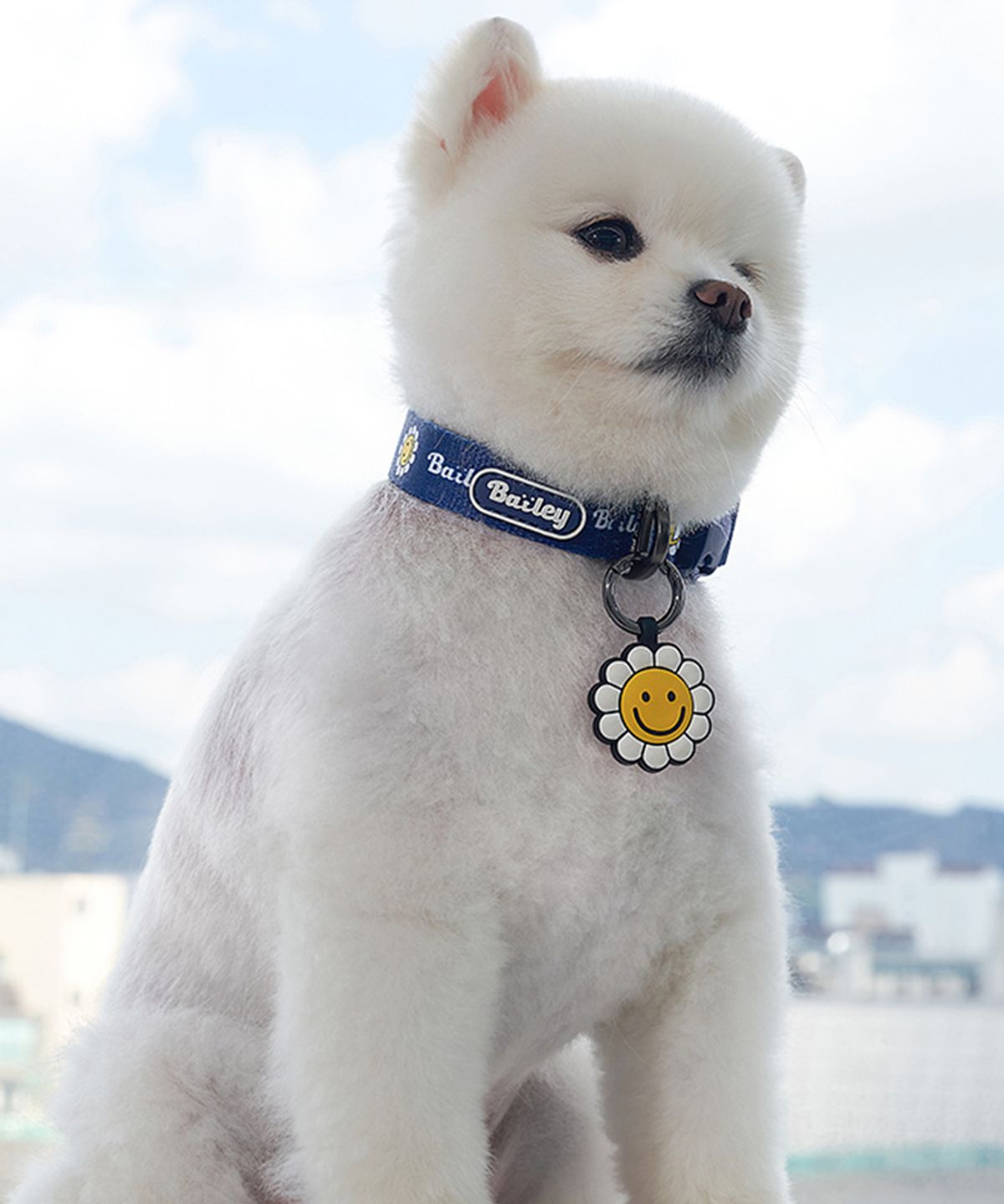 베일리(BAILEY) 강아지 산책 데이지 워키 목줄