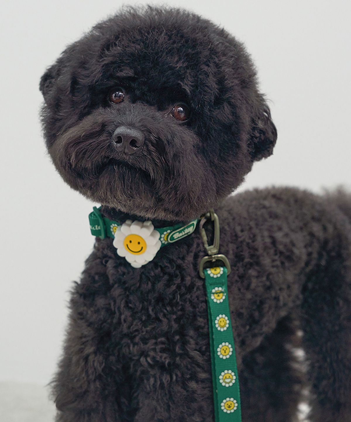 베일리(BAILEY) 강아지 산책 데이지 워키 목줄