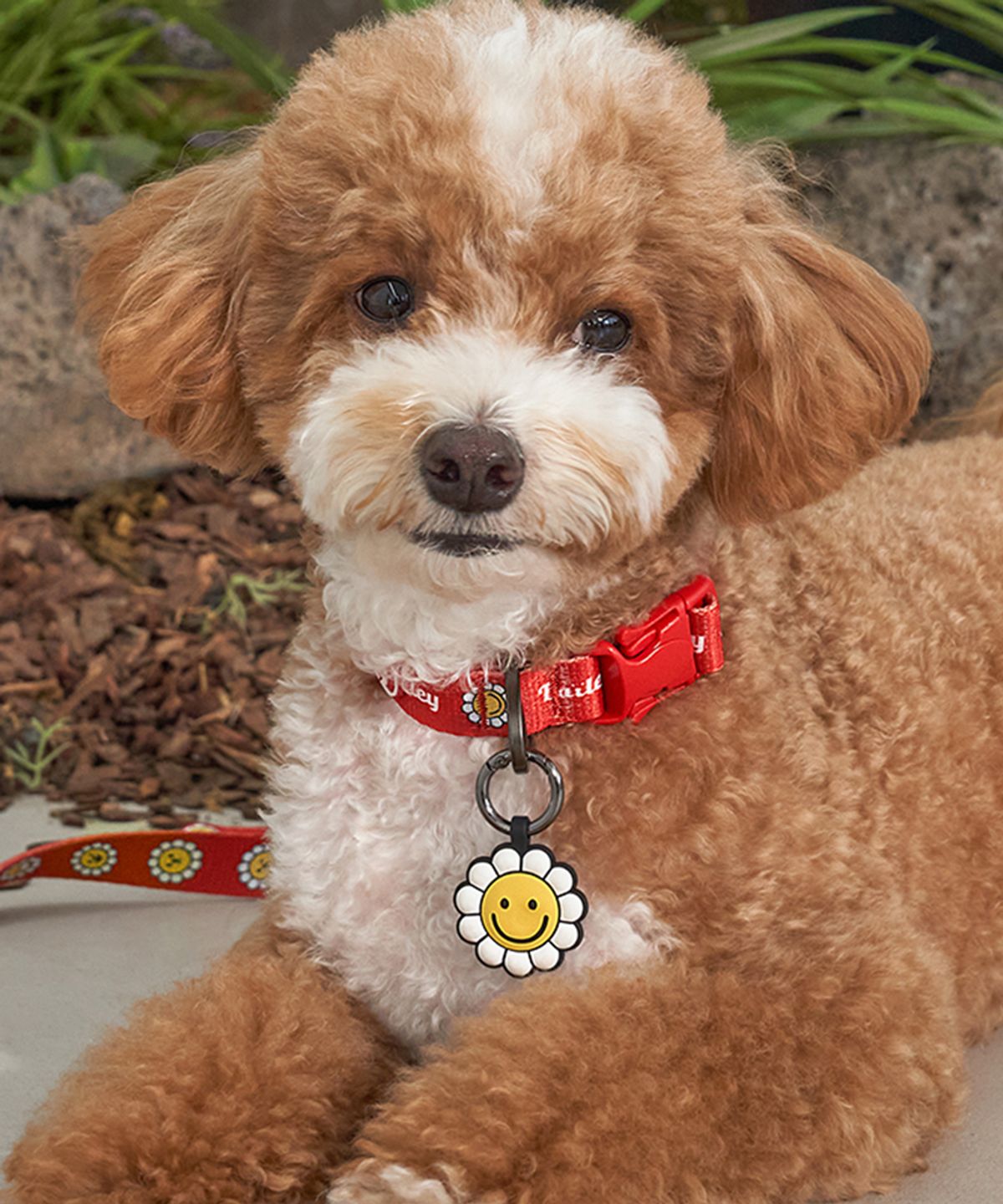 베일리(BAILEY) 강아지 산책 데이지 워키 목줄