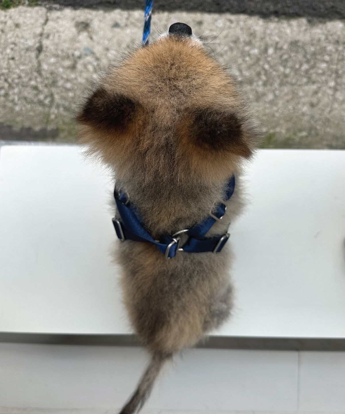 헤이쥬드(HEYJUD) Preppy Dog Harness 소형견 프레피 독 하네스 세트 (Radu Navy)