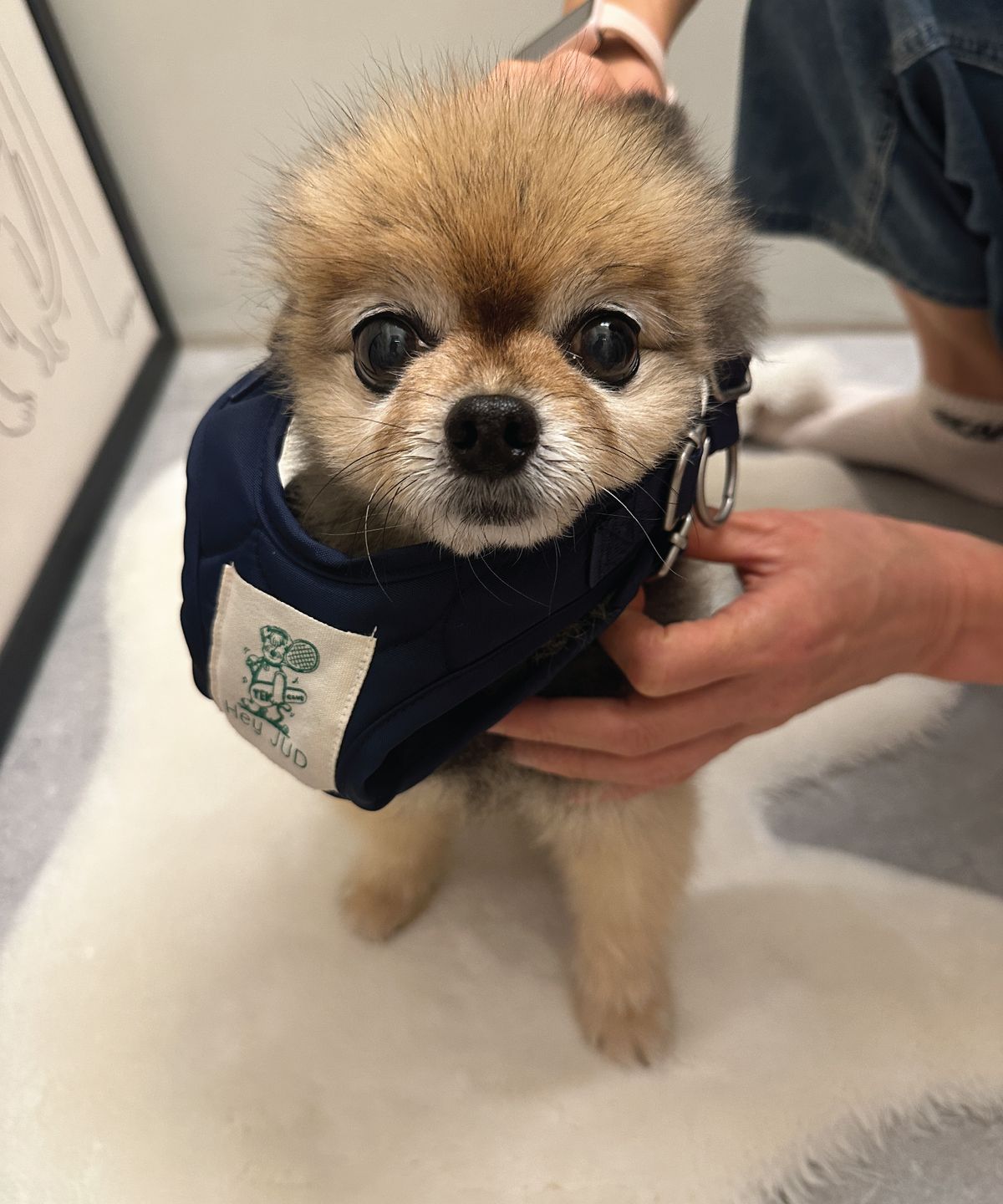 헤이쥬드(HEYJUD) Preppy Dog Harness 소형견 프레피 독 하네스 세트 (Radu Navy)