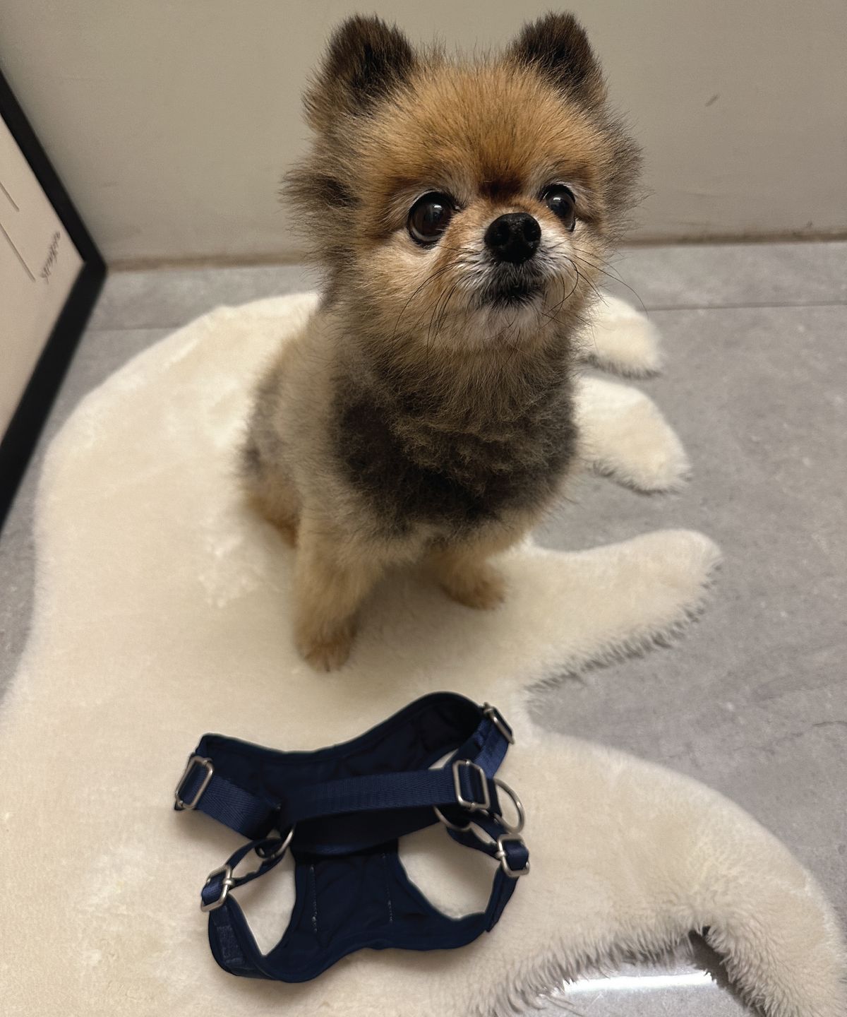 헤이쥬드(HEYJUD) Preppy Dog Harness 소형견 프레피 독 하네스 세트 (Radu Navy)