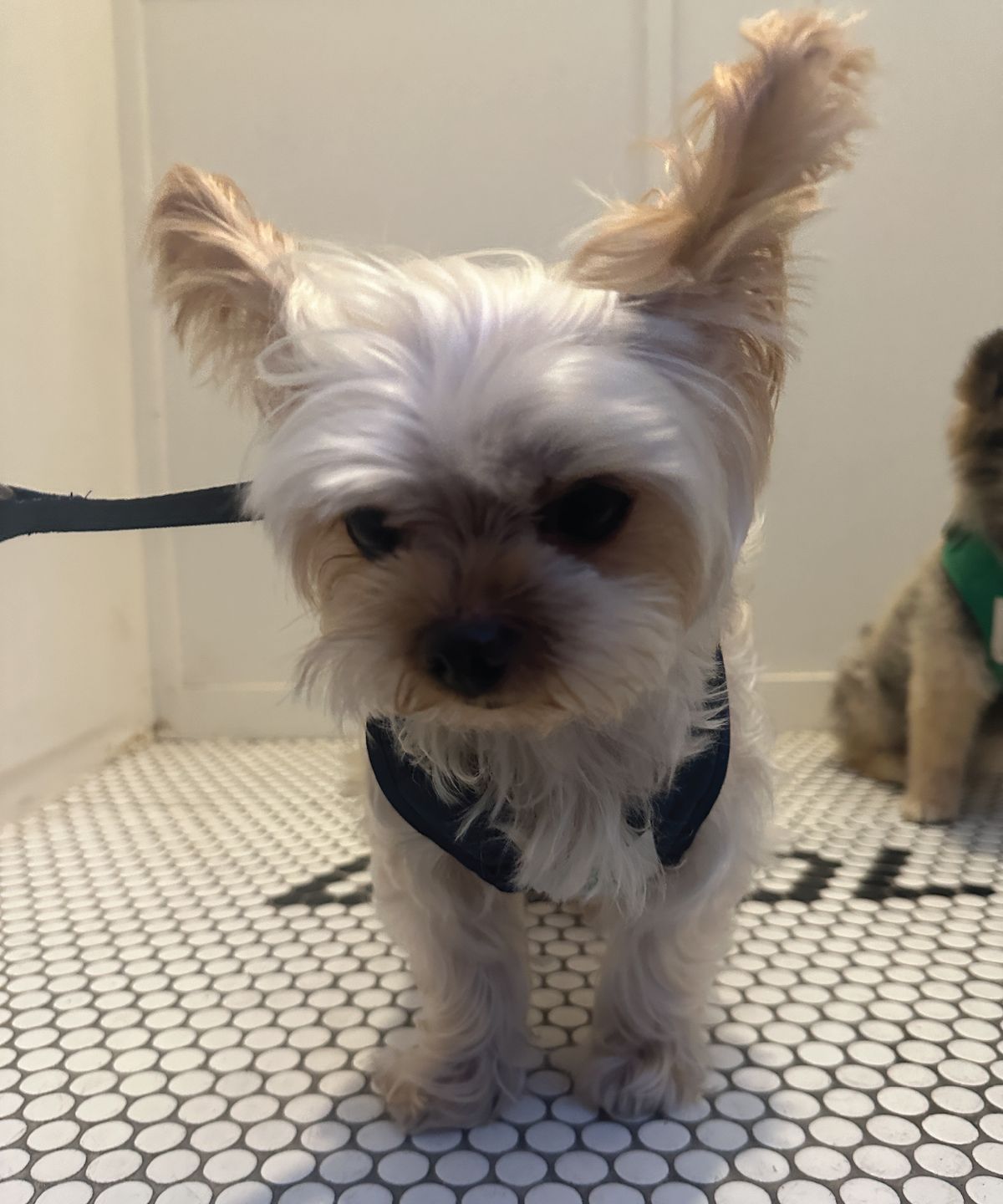 헤이쥬드(HEYJUD) Preppy Dog Harness 소형견 프레피 독 하네스 세트 (Radu Navy)