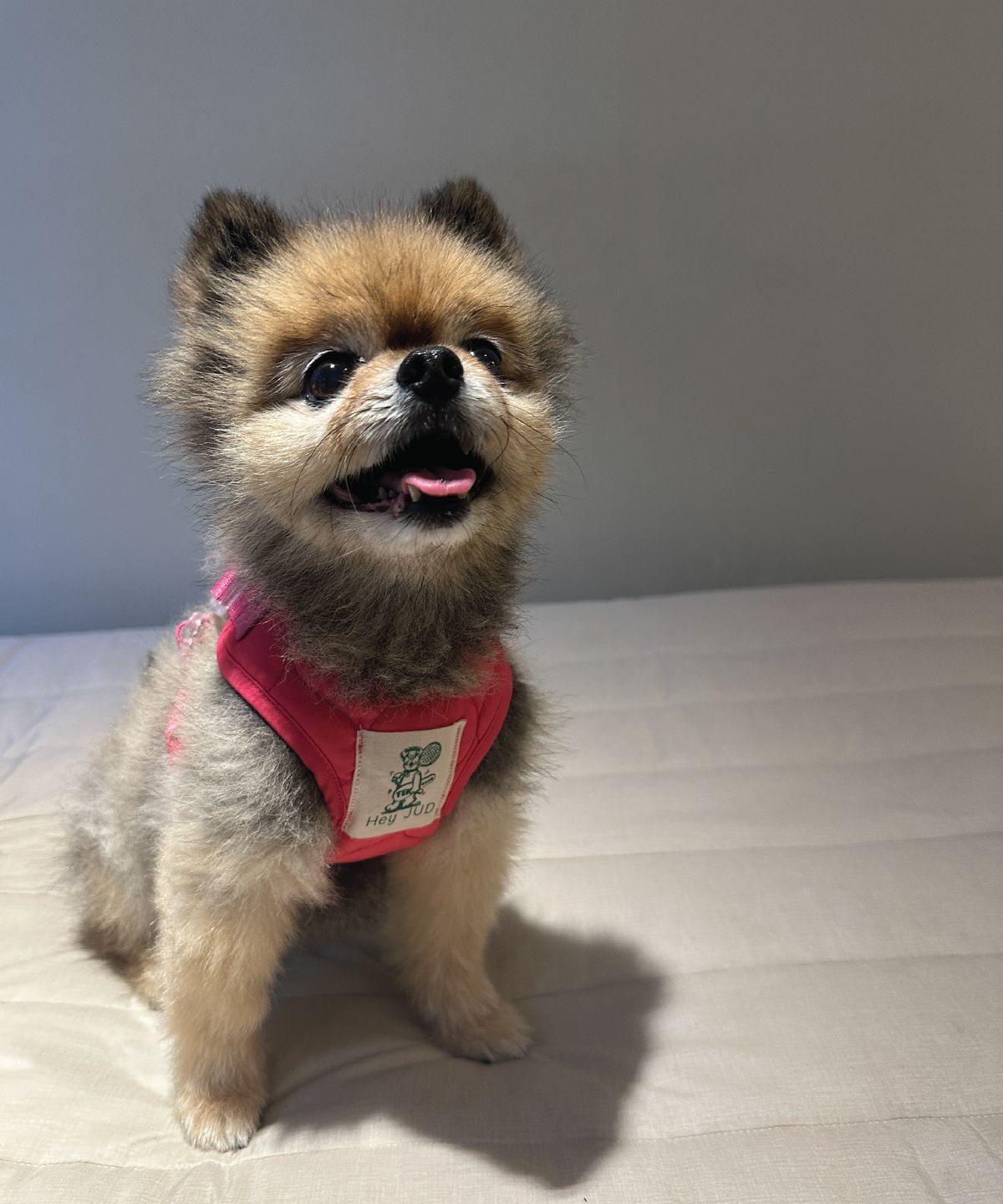 헤이쥬드(HEYJUD) Preppy Dog Harness 소형견 프레피 독 하네스 세트 (Sera Magenta)