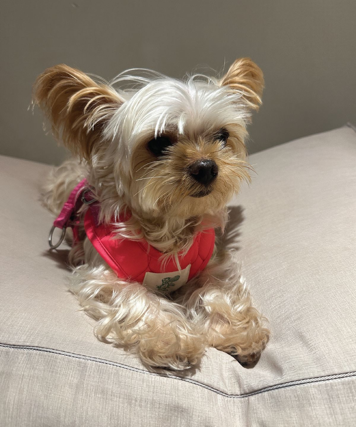 헤이쥬드(HEYJUD) Preppy Dog Harness 소형견 프레피 독 하네스 세트 (Sera Magenta)