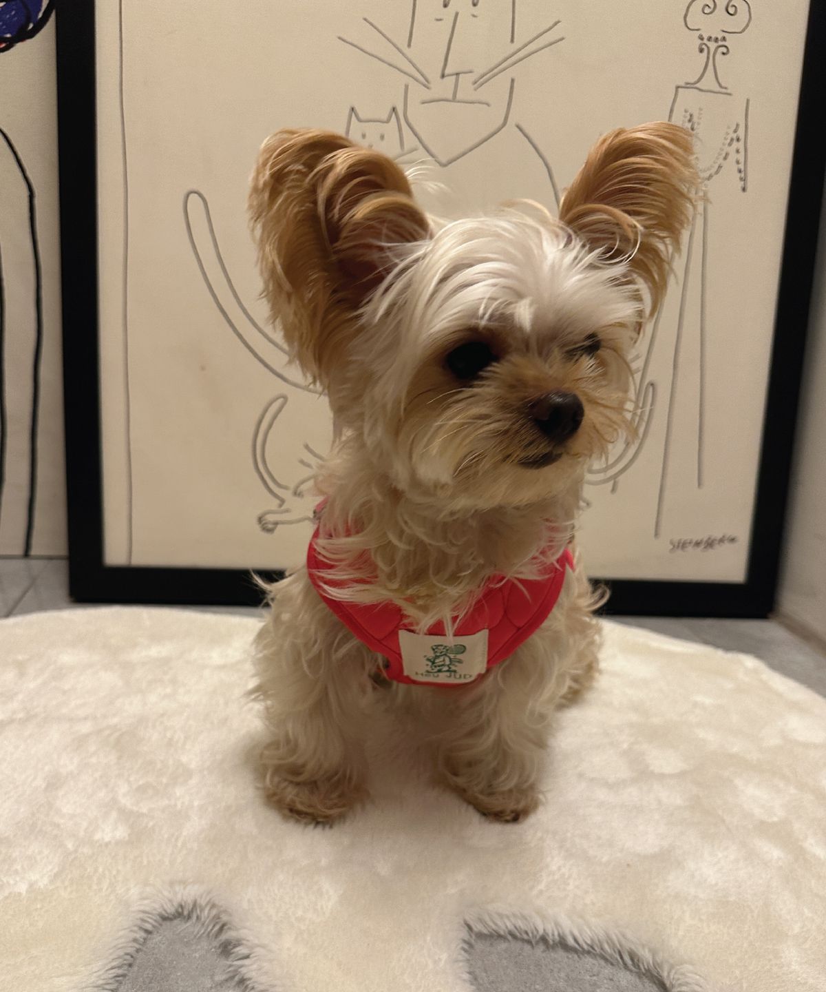 헤이쥬드(HEYJUD) Preppy Dog Harness 소형견 프레피 독 하네스 세트 (Sera Magenta)