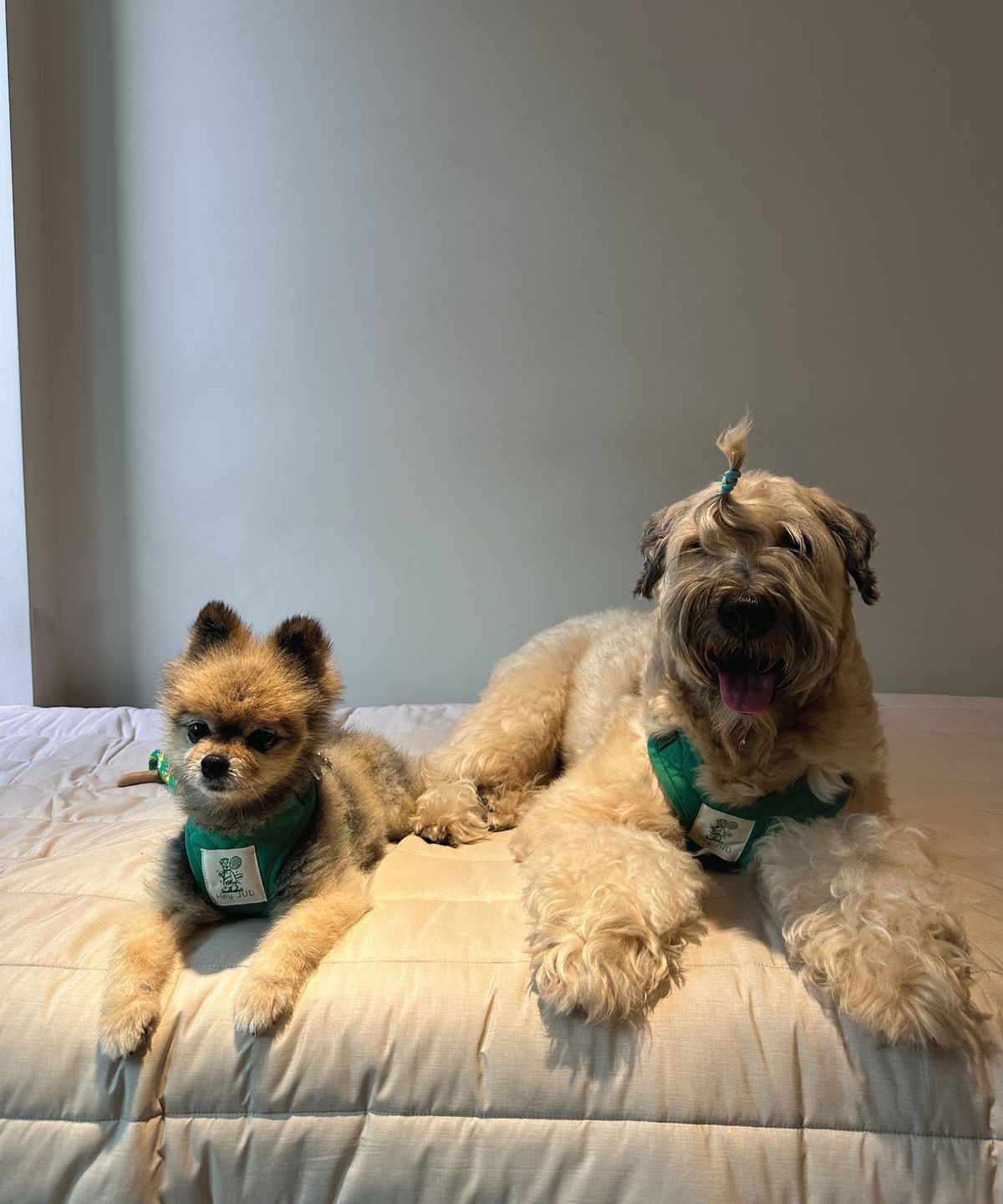 헤이쥬드(HEYJUD) Preppy Dog Harness 소형견 프레피 독 하네스 세트 (Soul Green)