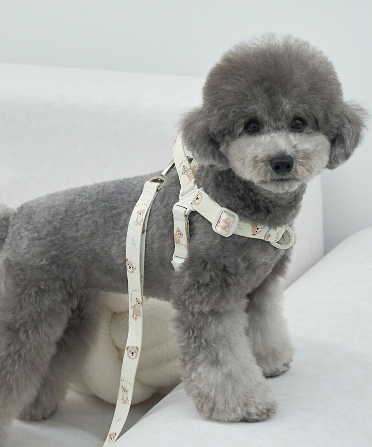 베일리(BAILEY) 강아지 산책 테디 워키 하네스