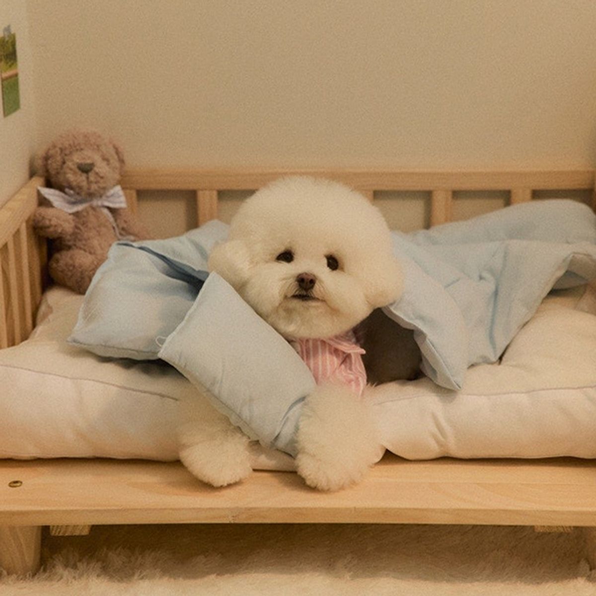 홈즈리빙(HOMESLIVING) 뭉연구소 아기궁뎅이 콩섬유 강아지 이불 베개 세트 5colors