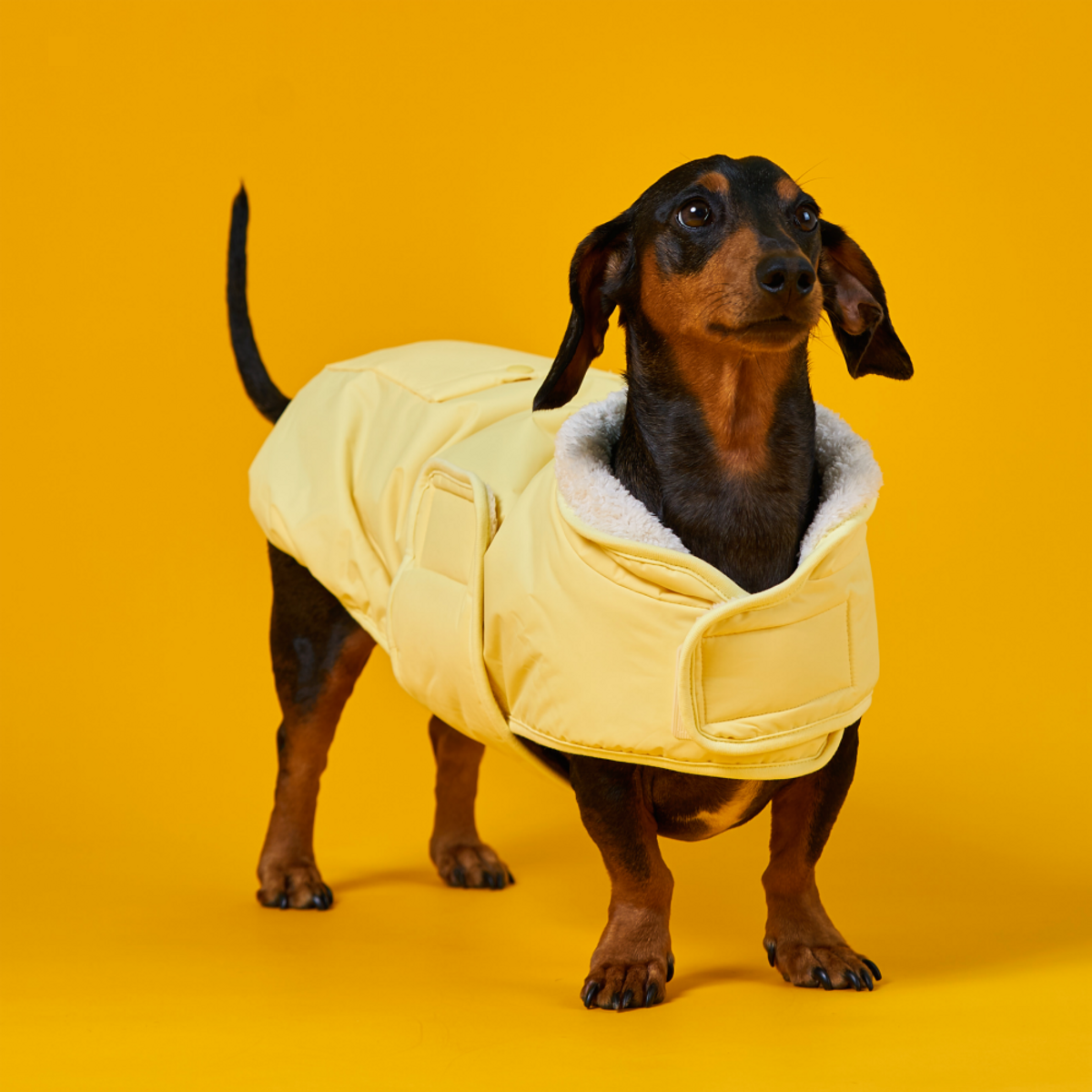 엔젤도그(ANGEL DOG) 개따뜨텍 강아지 숏패딩 Yellow