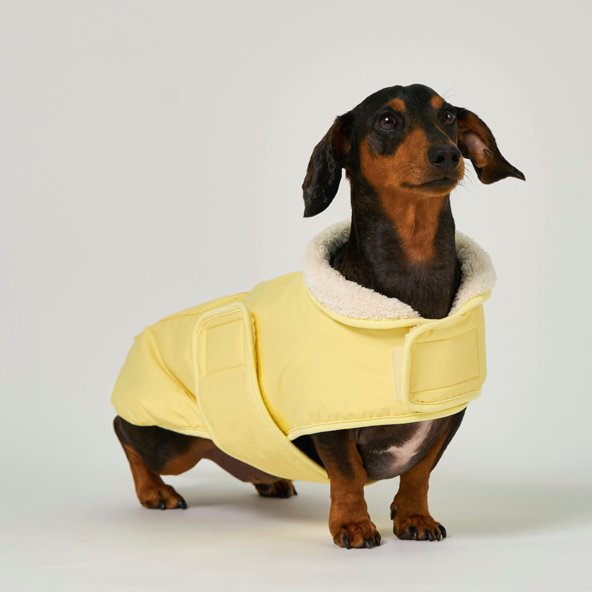 엔젤도그(ANGEL DOG) 개따뜨텍 강아지 숏패딩 Yellow