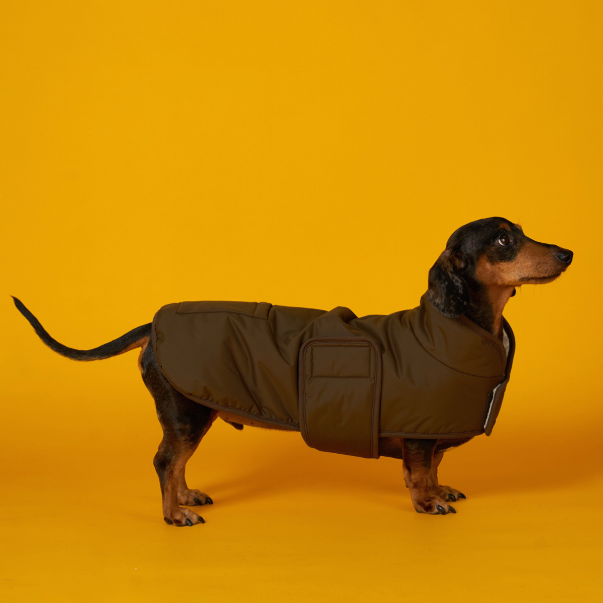 엔젤도그(ANGEL DOG) 개따뜨텍 강아지 숏패딩 Dark Brown