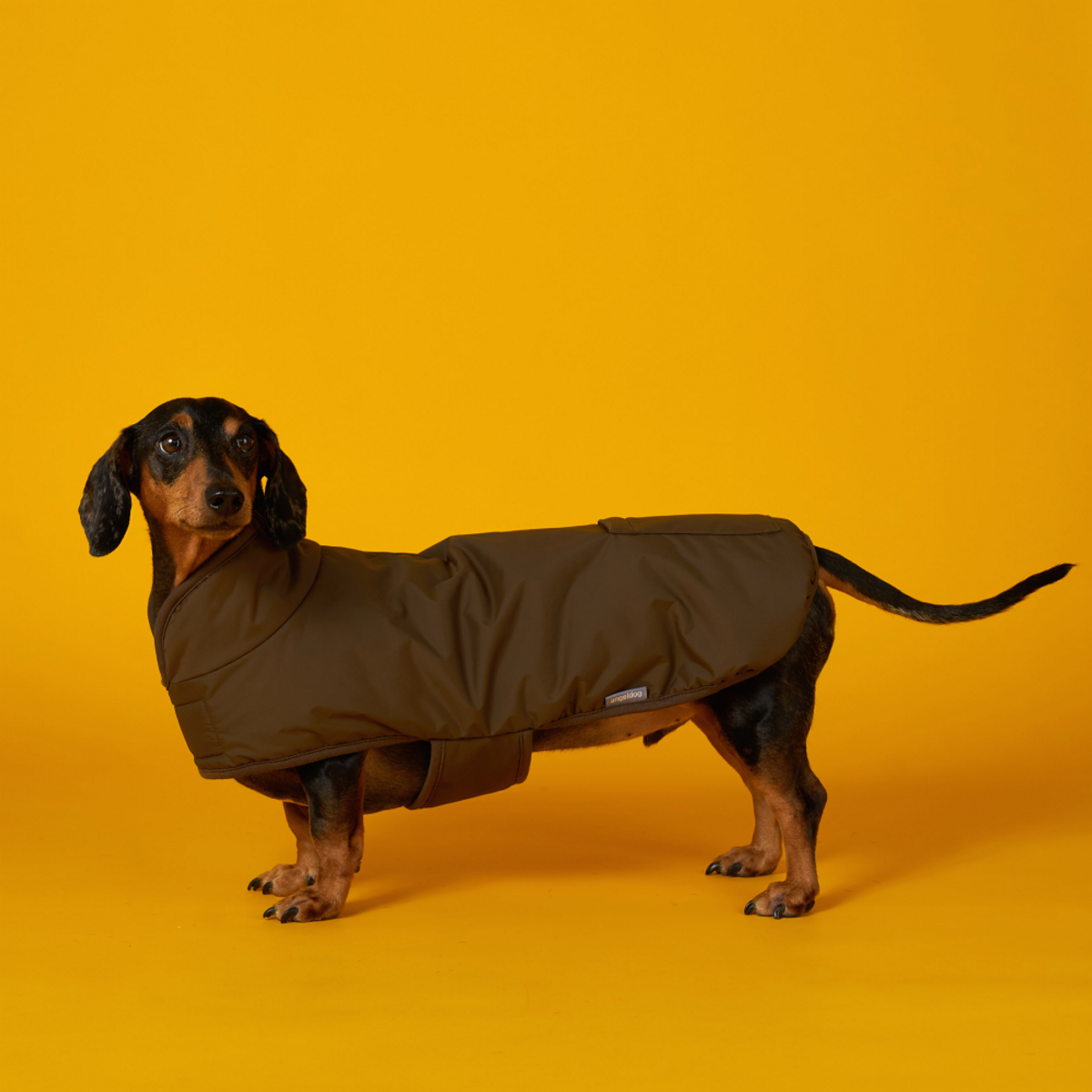 엔젤도그(ANGEL DOG) 개따뜨텍 강아지 숏패딩 Dark Brown