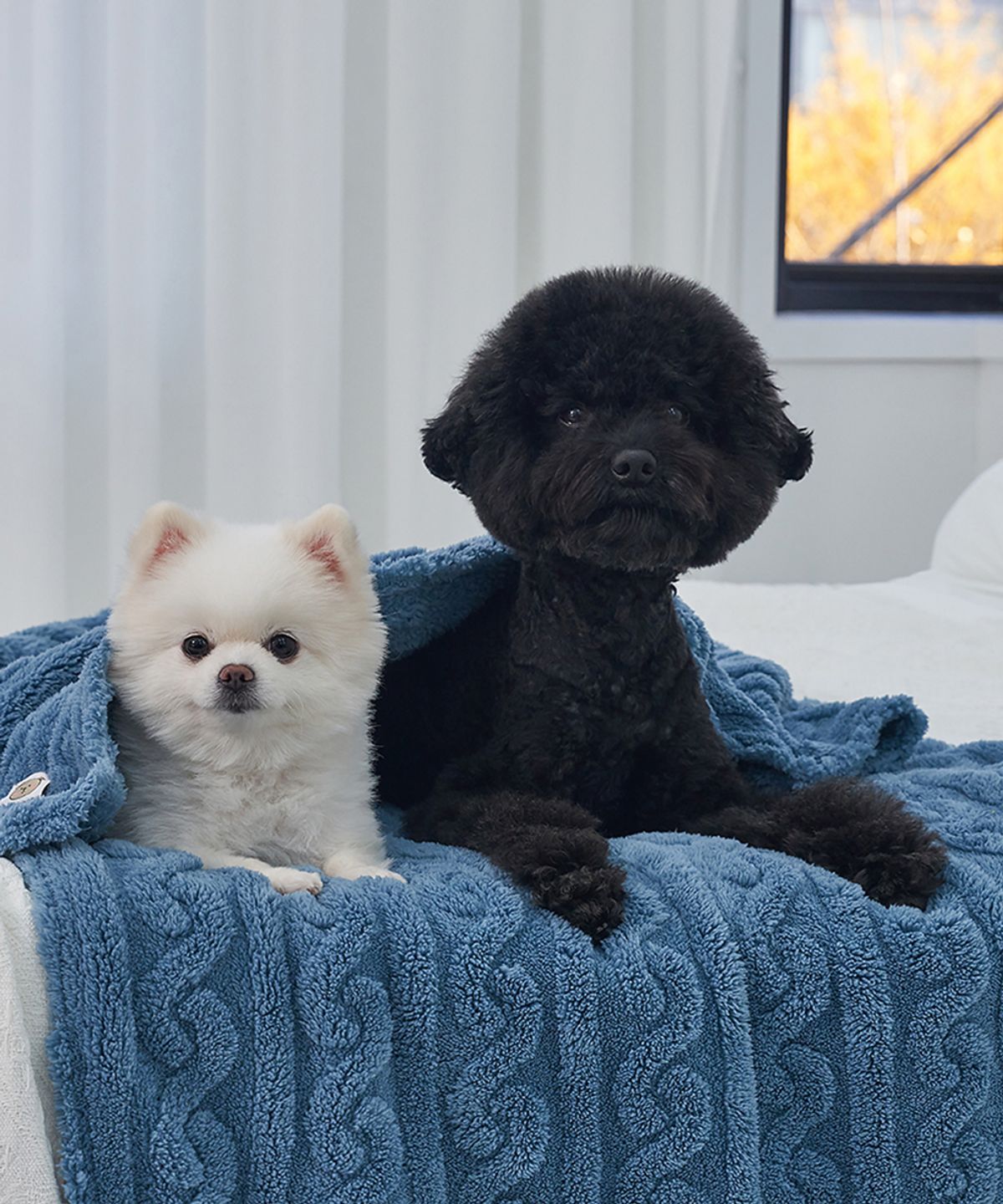 도그아이(DOGI) 강아지 꽈배기 니트 담요 이불 로얄블루