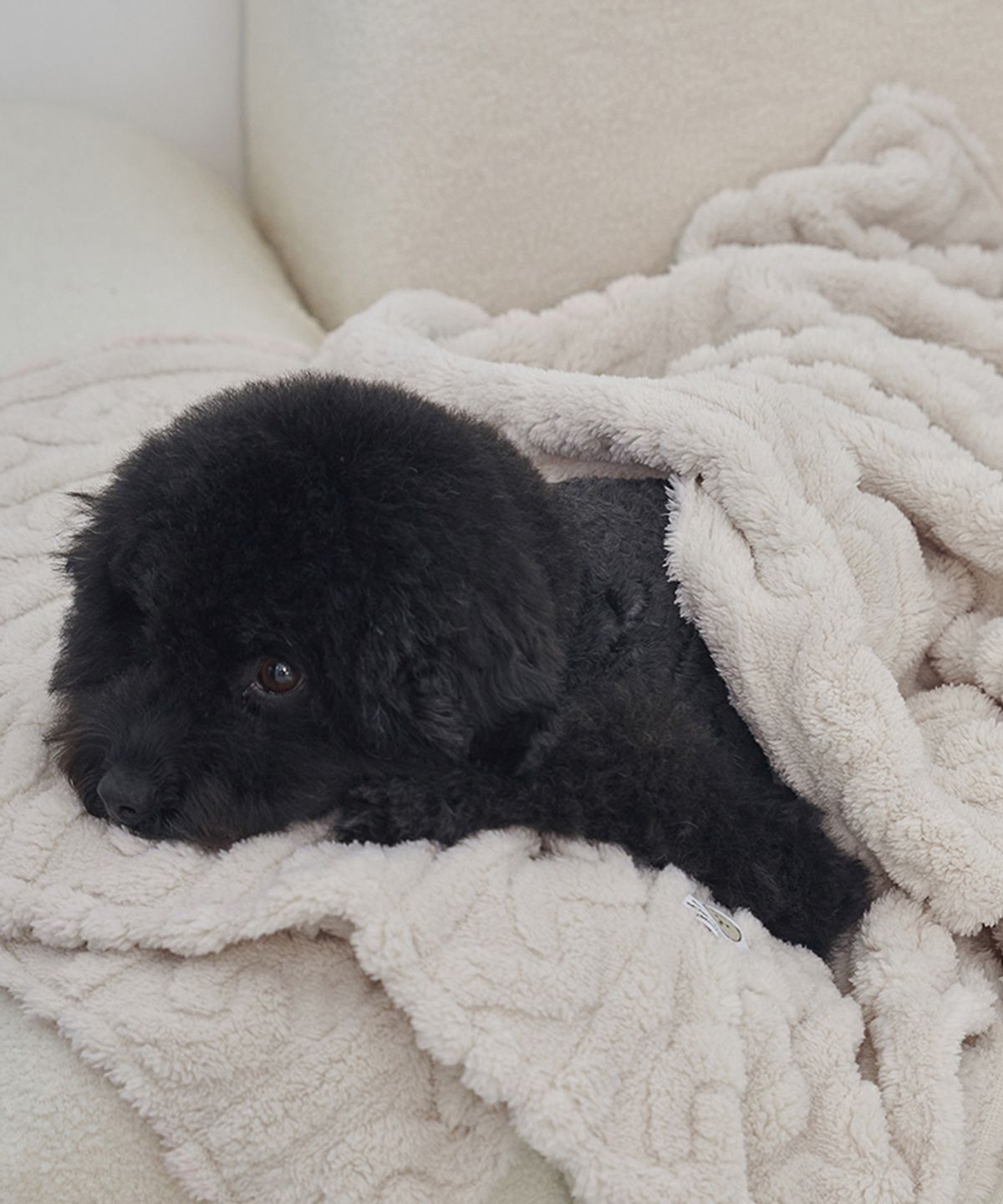 도그아이(DOGI) 강아지 꽈배기 니트 담요 이불 아이보리