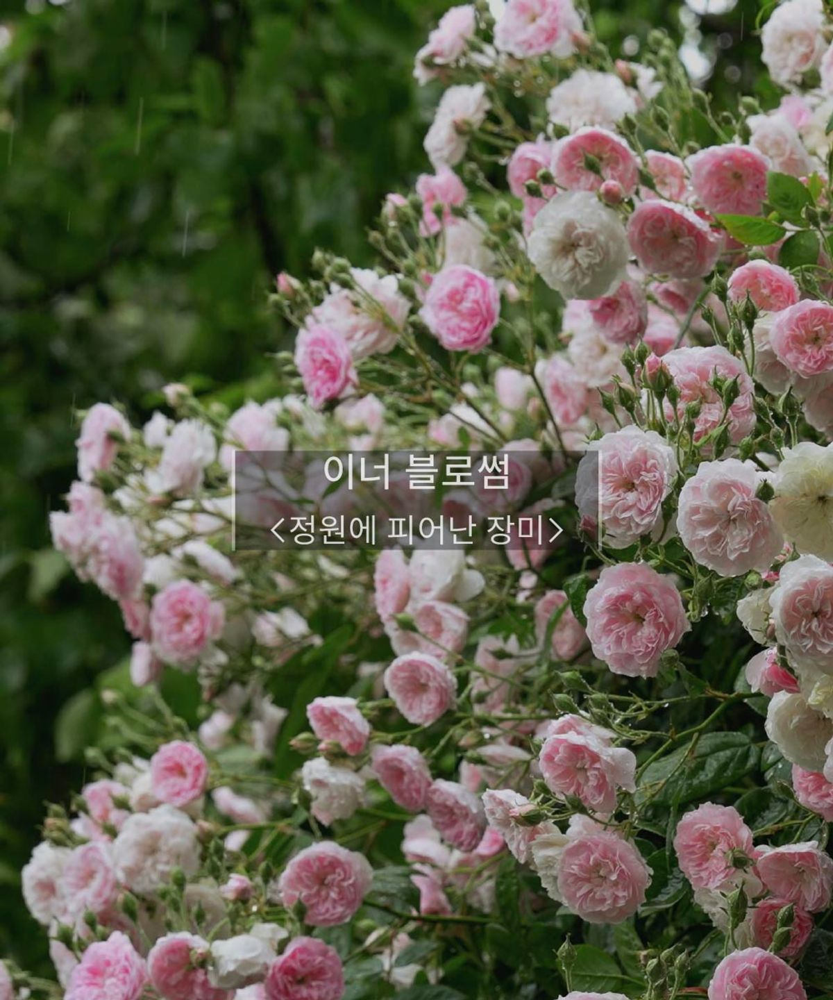 비리얼비유(BEREAL BEYOU) 멀티퍼퓸 이너블로썸 50ml +3ml 증정 (룸스프레이 섬유향수 집들이선물) 니치향 /호텔향