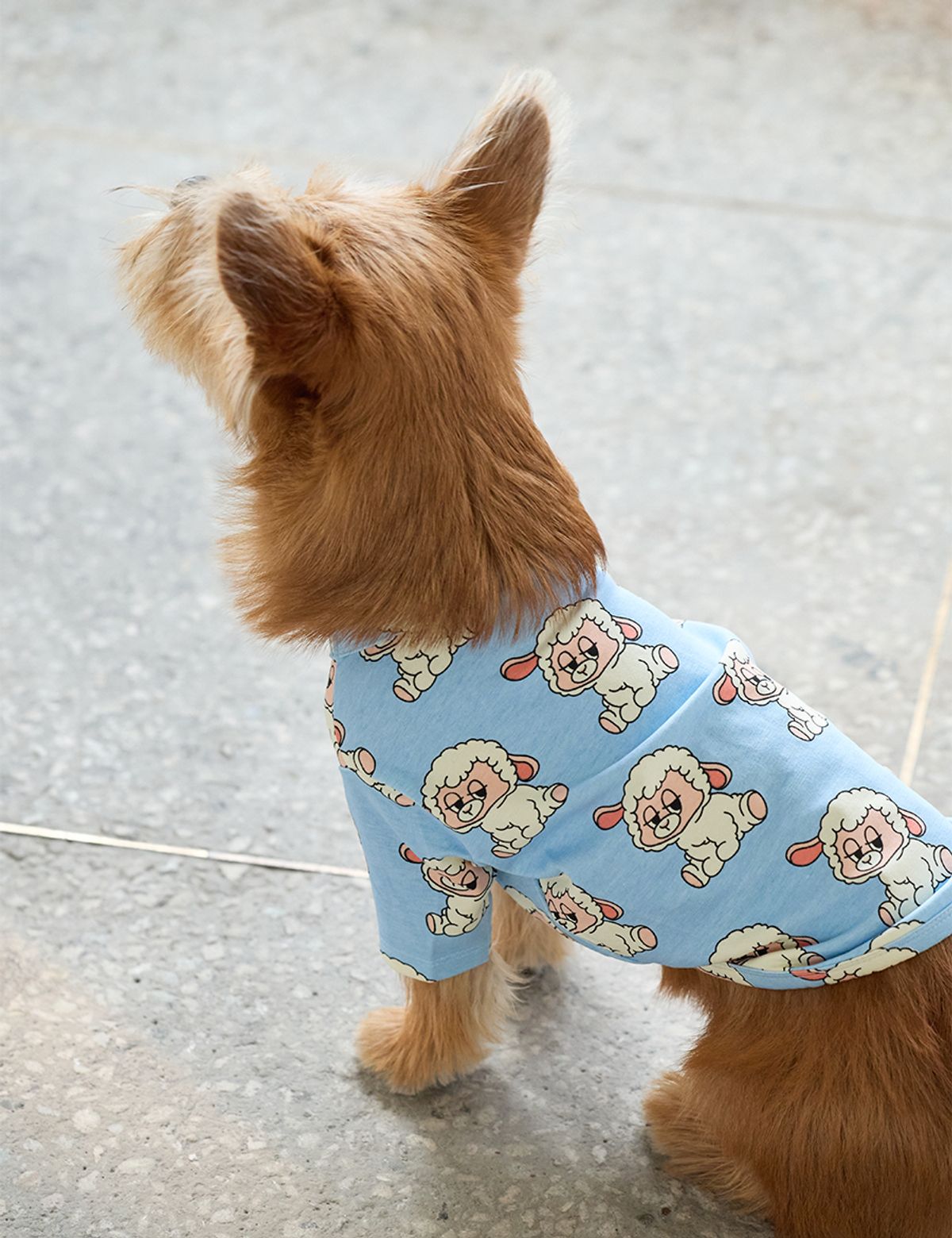 앤블랭크(ANDBLANK) 아이코닉 울리 반팔 : 스카이블루