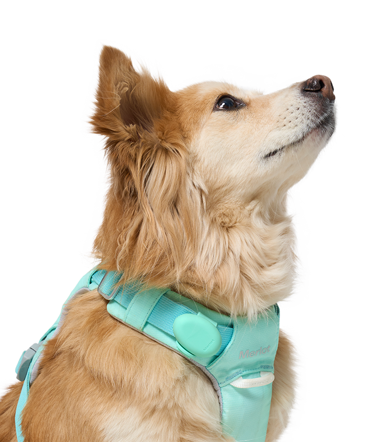 멀로(MERLOT) 아인 라이트 포레스트