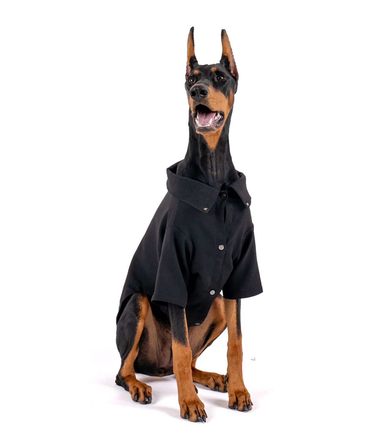 니즈더펫(NEEDS THE PET) 노블 클래식 강아지 셔츠