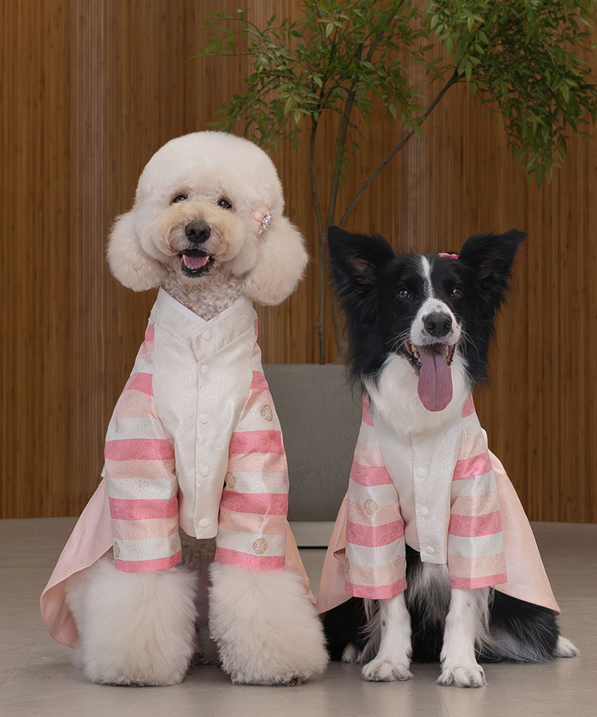 베일리(BAILEY) 중형견 대형견 강아지 설날 가온공주 한복